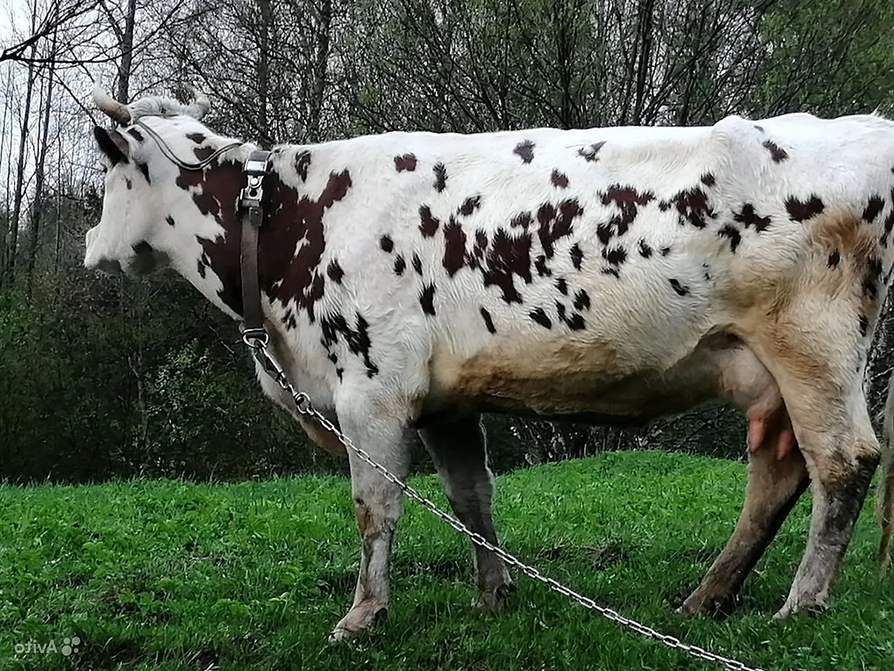 Айрширская комолая корова