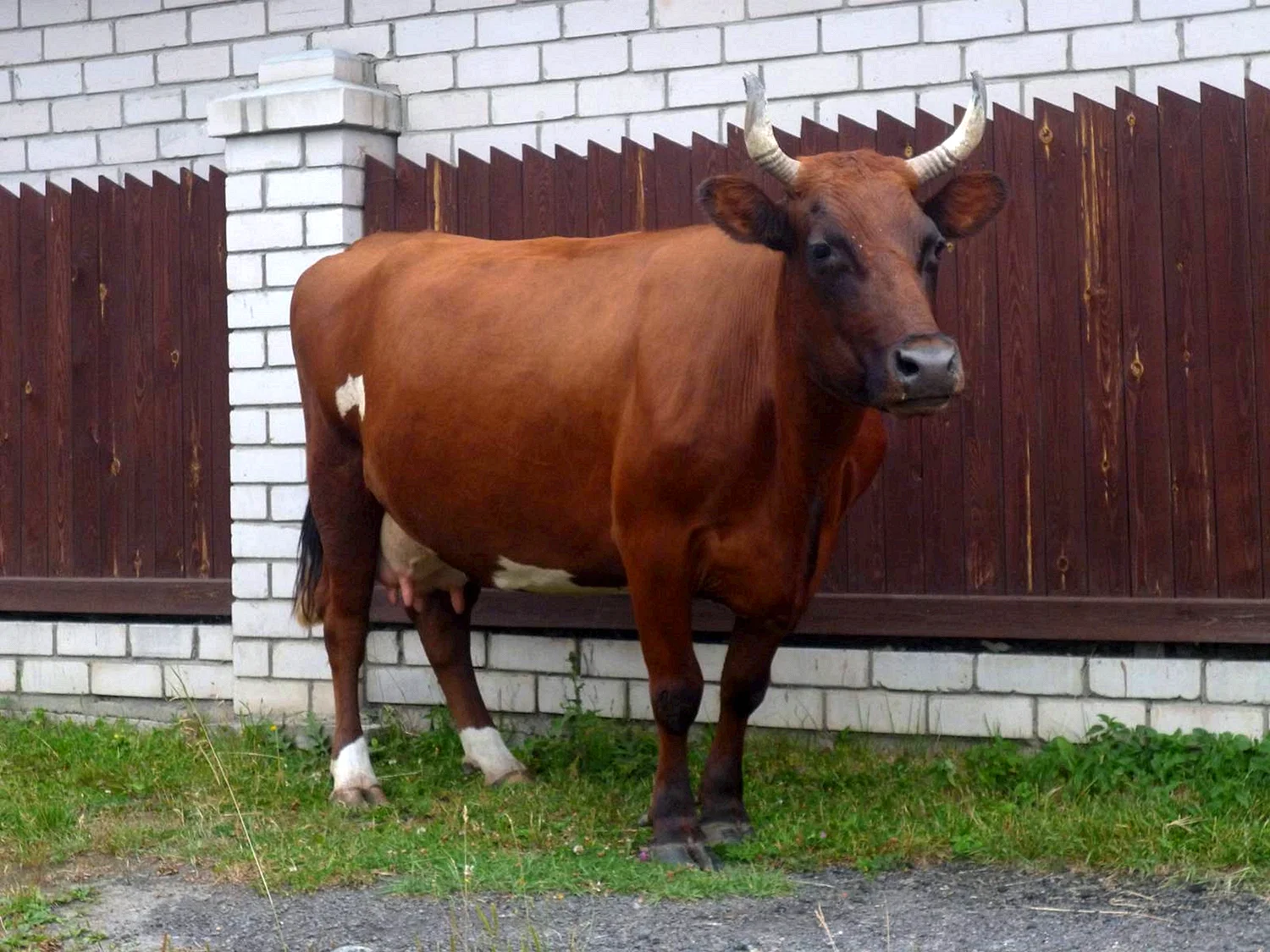 Айрширская комолая корова