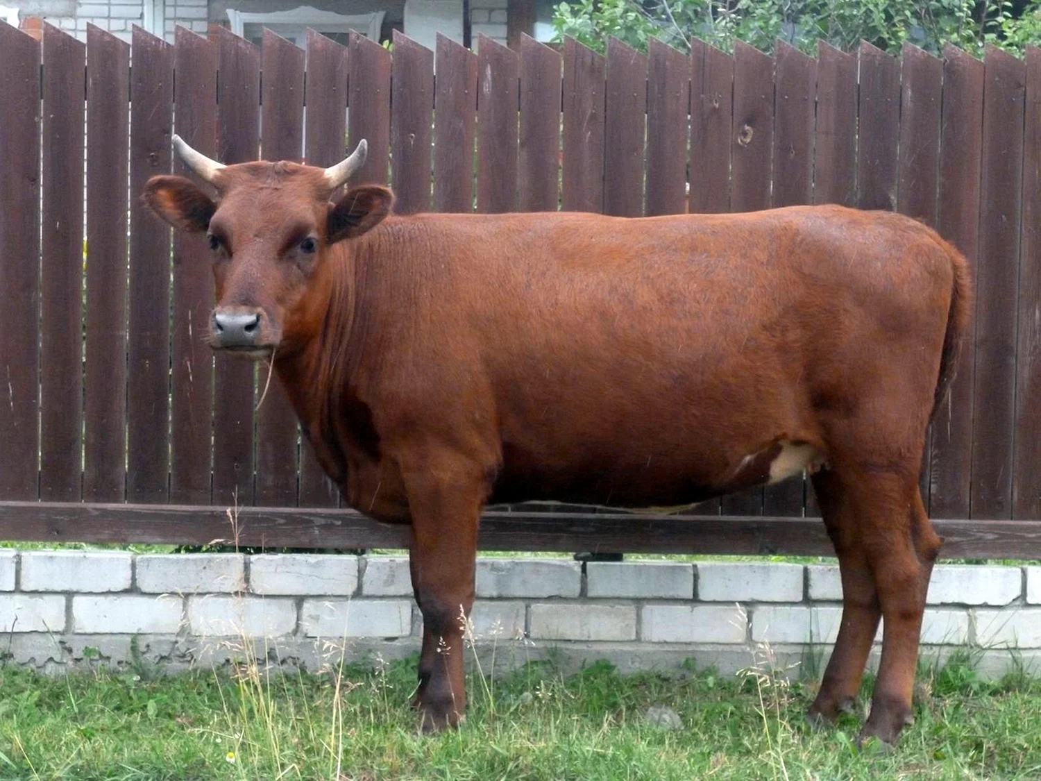 Айрширская корова красная