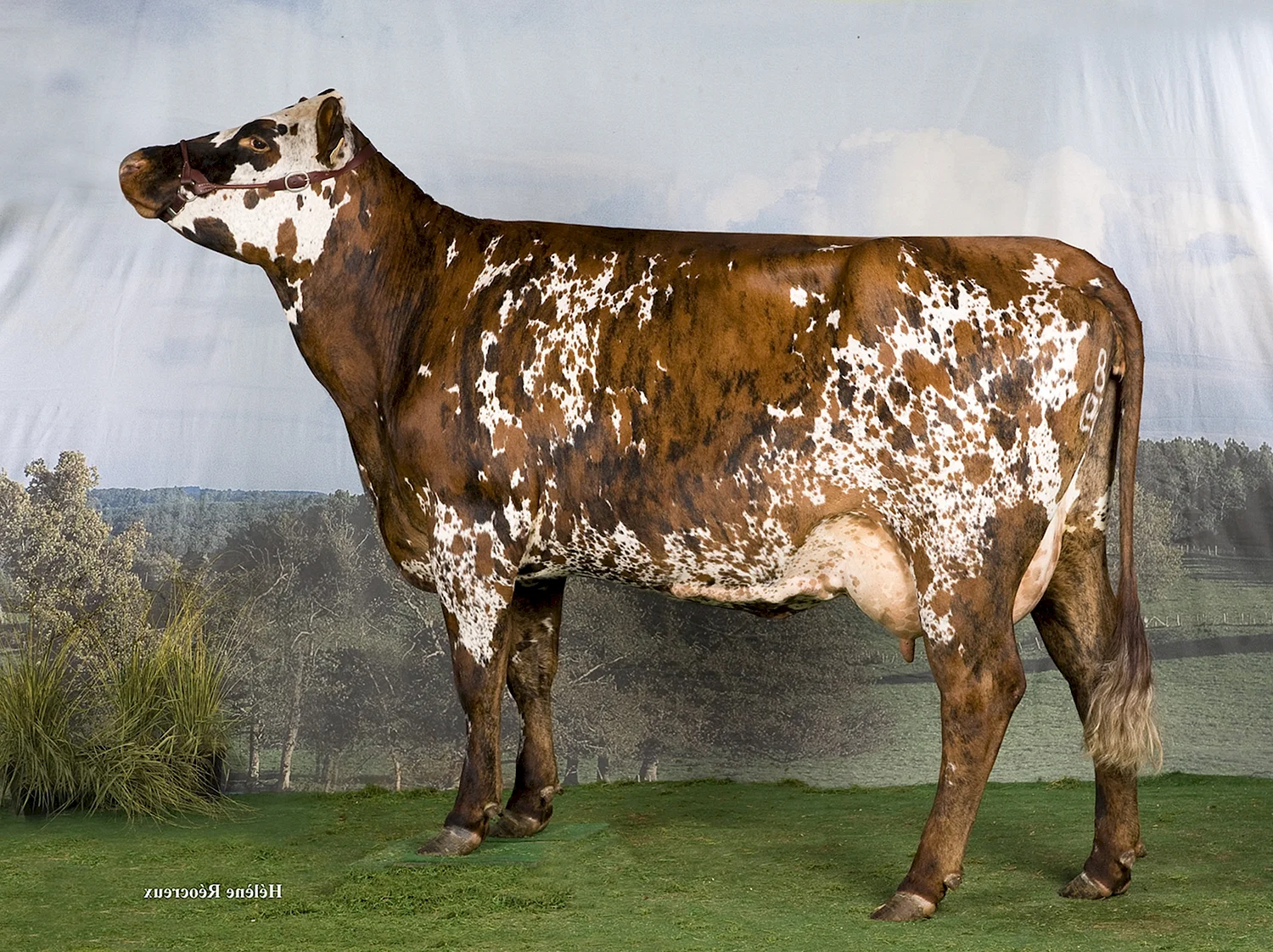 Айрширская порода бык