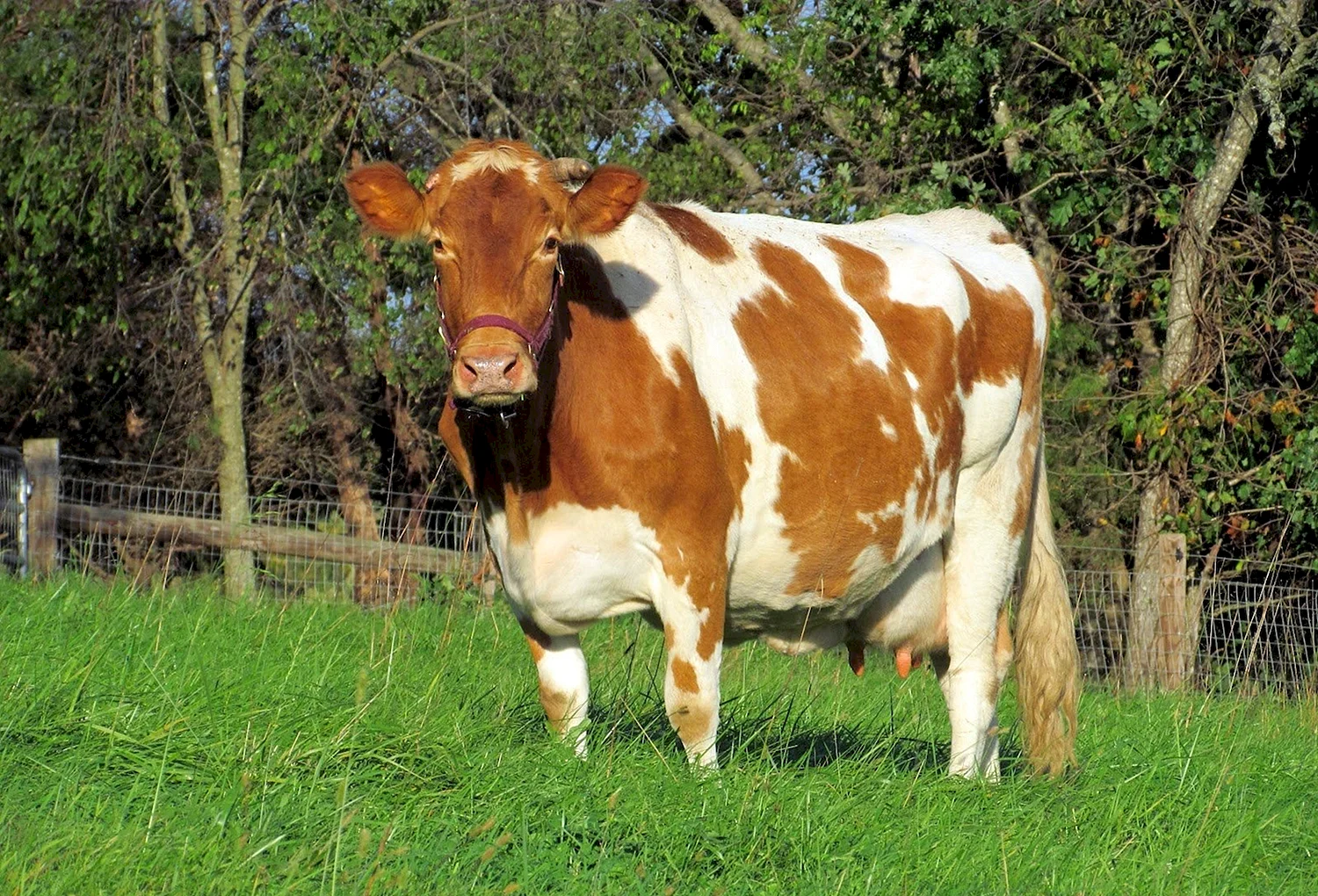 Айрширская порода бык