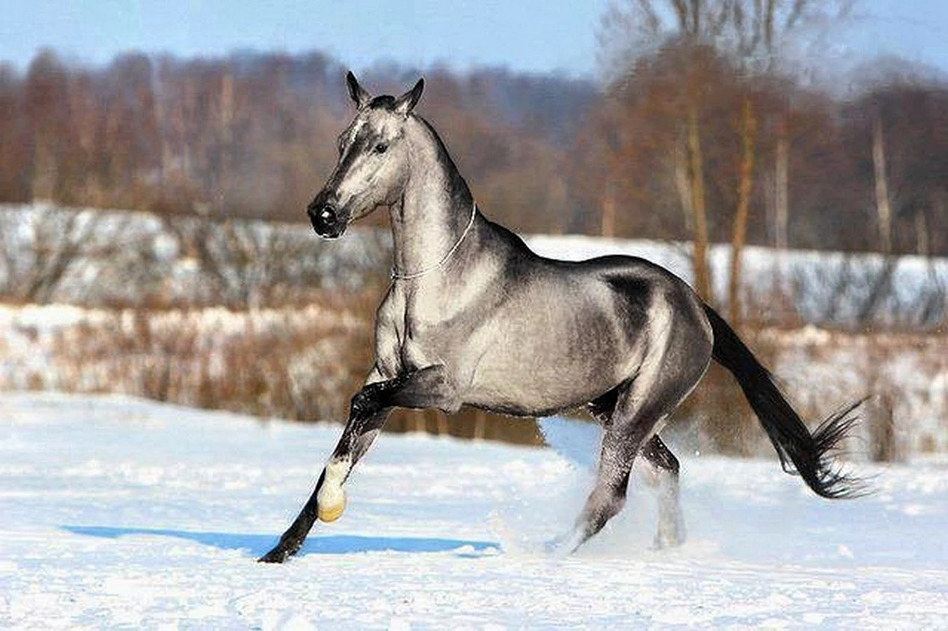 Ахалтекинская лошадь Буланая