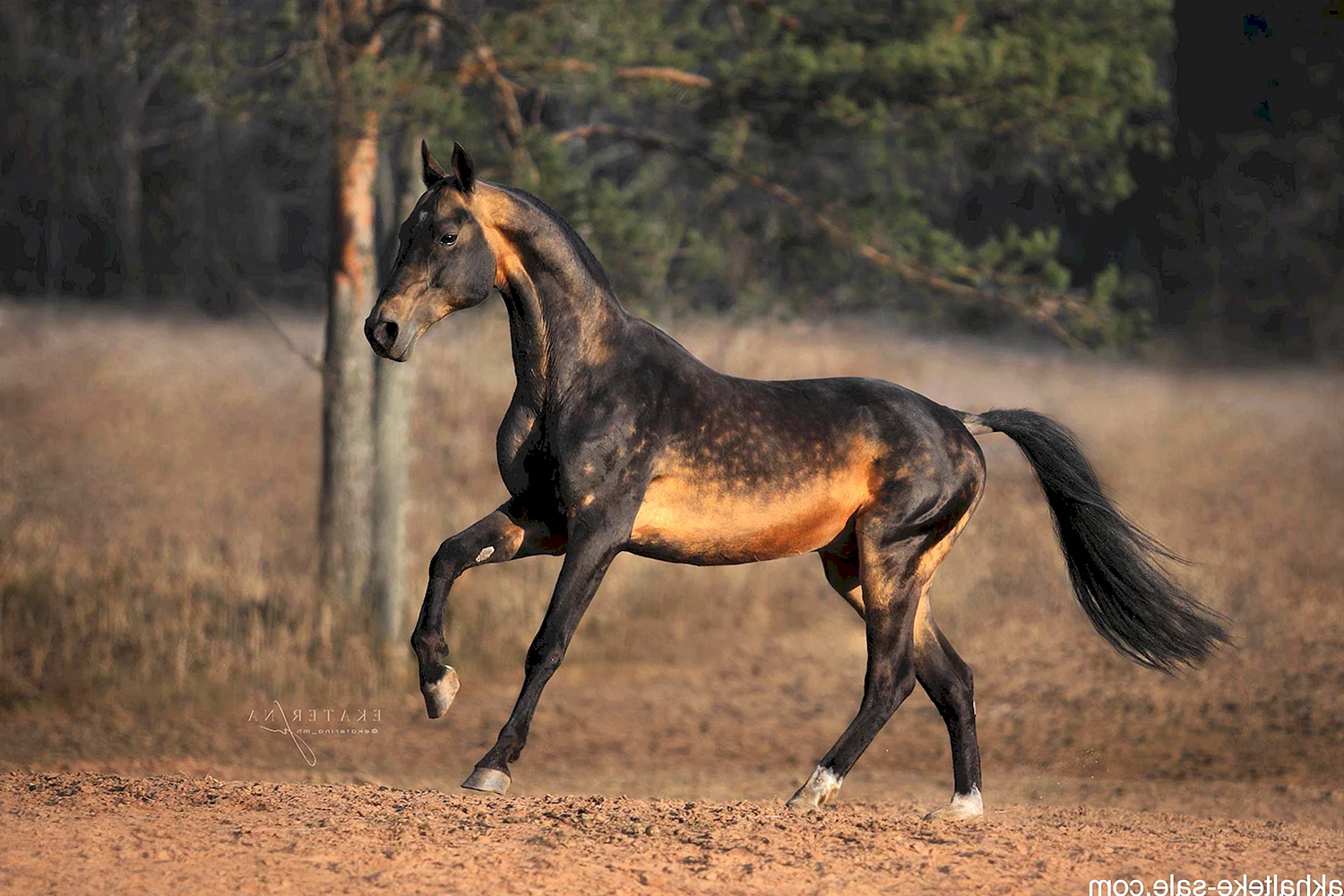 Ахалтекинская лошадь буланой масти