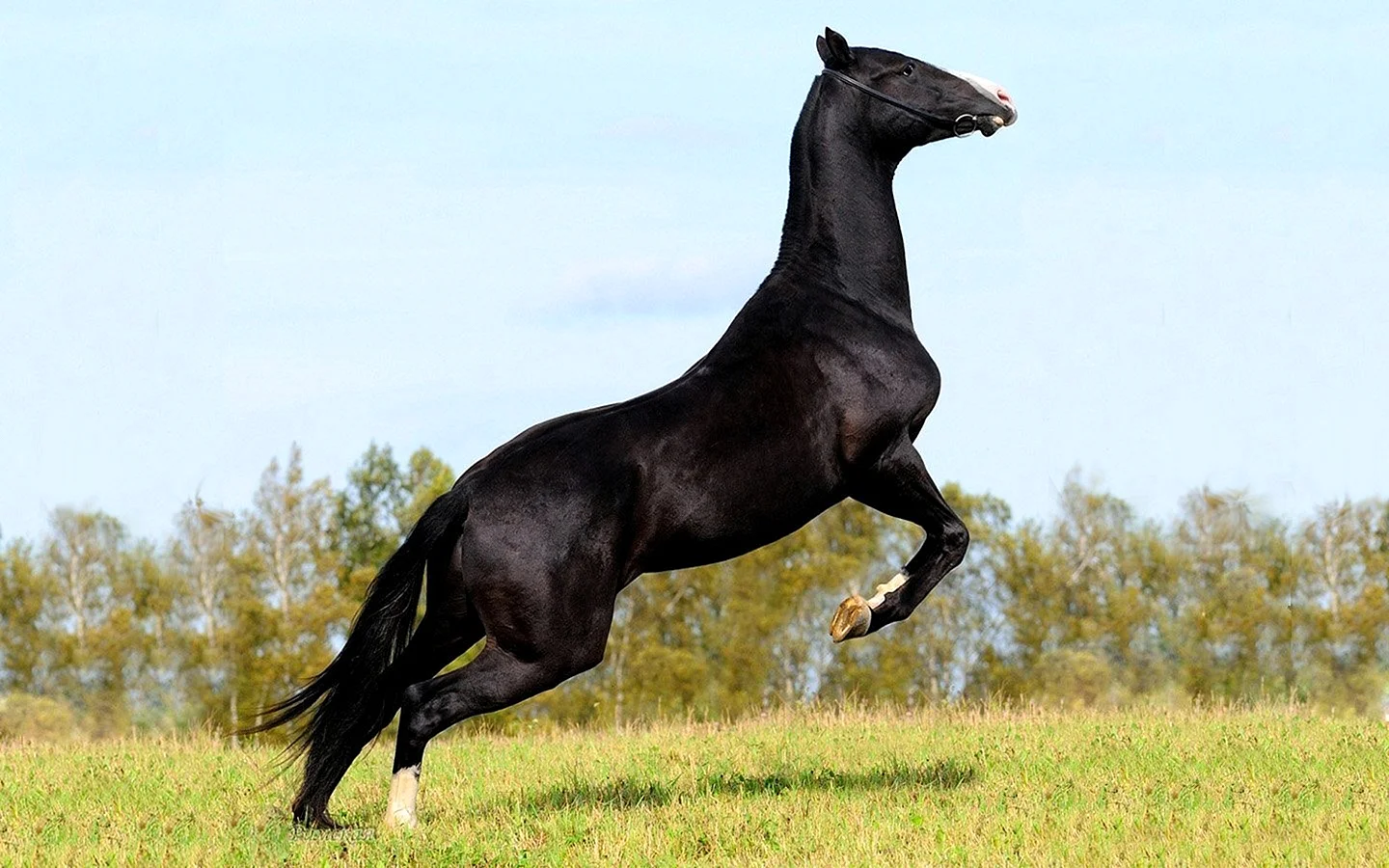 Ахалтекинская лошадь черная