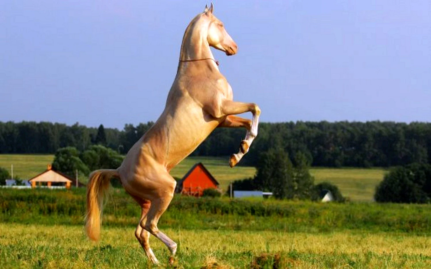 Ахалтекинская лошадь на дыбах