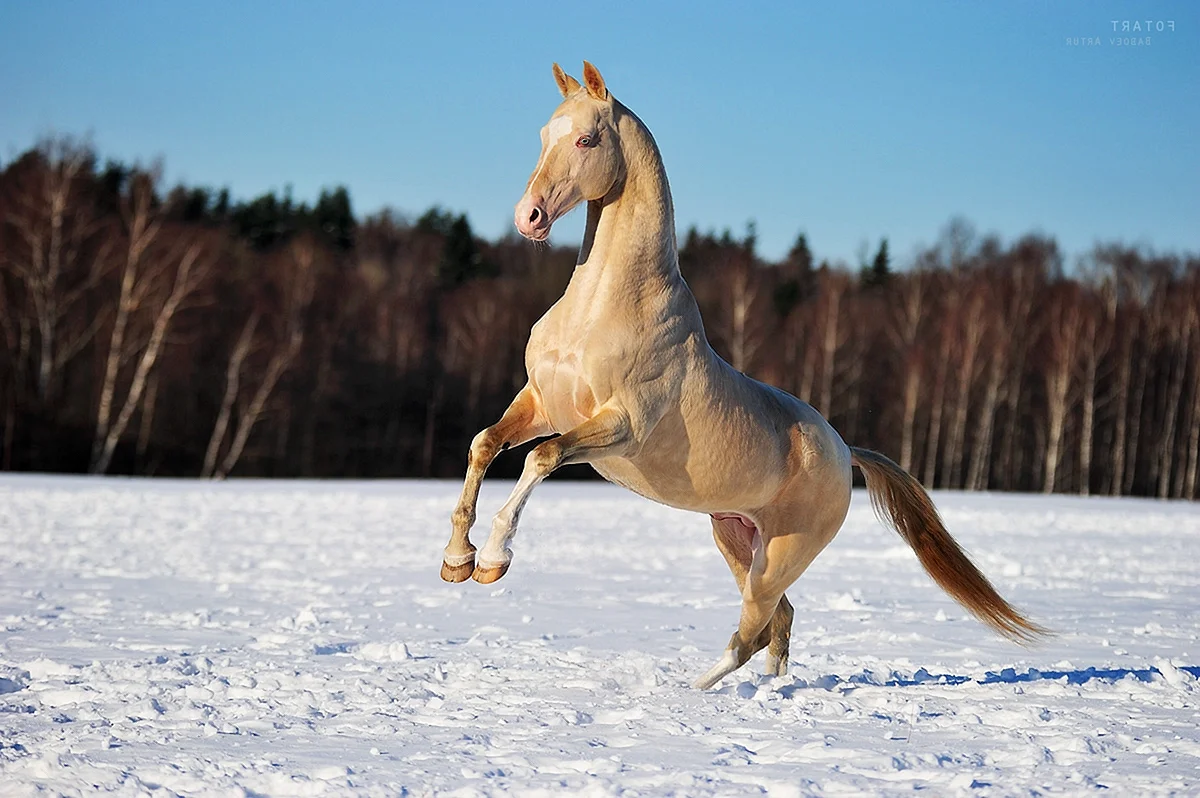 Ахалтекинская лошадь серебристо Буланая