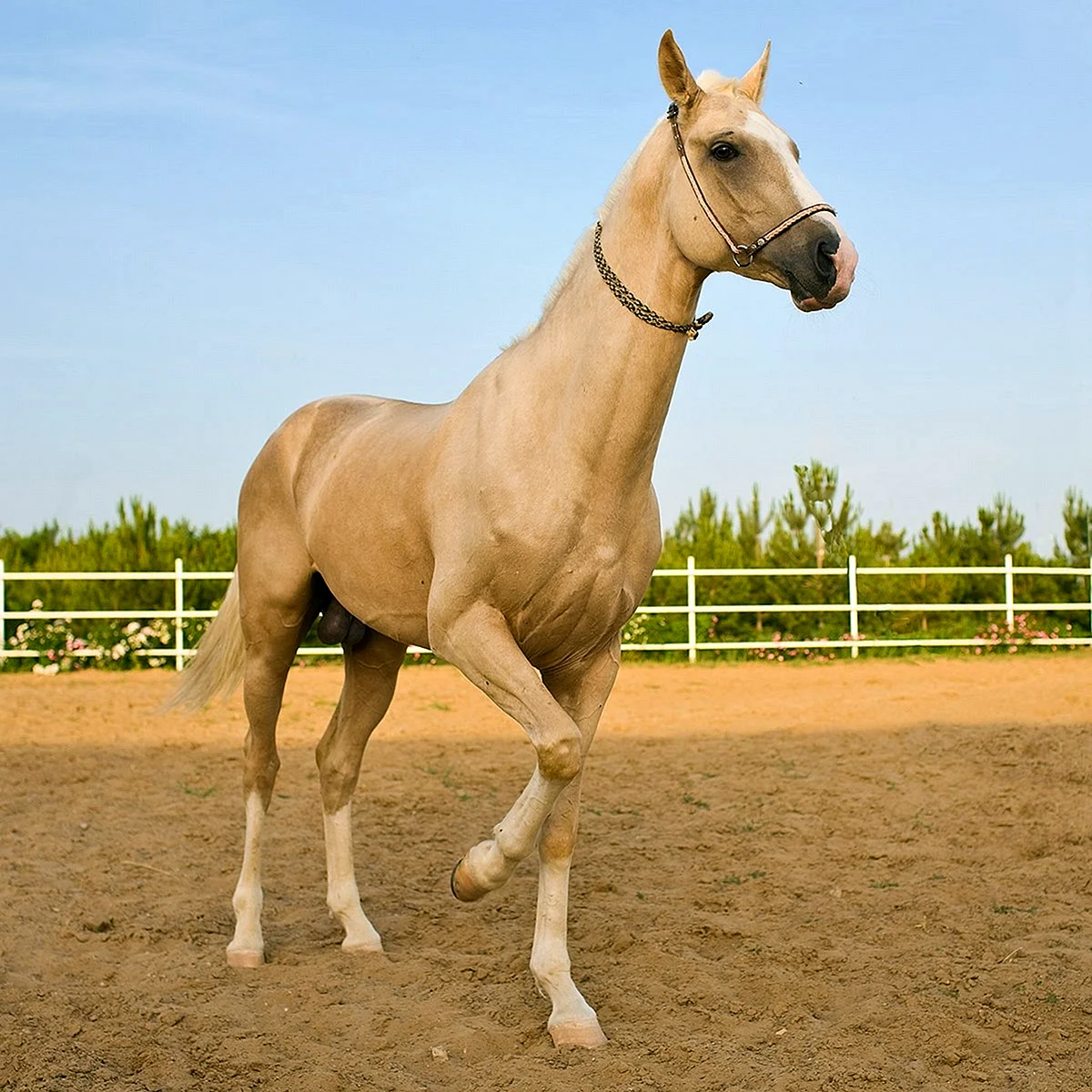 Ахалтекинская лошадь Соловая