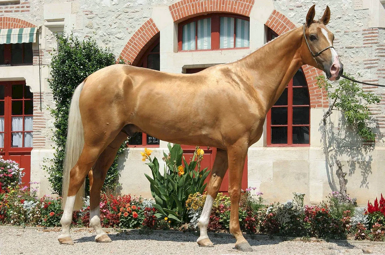 Ахалтекинская лошадь Соловая