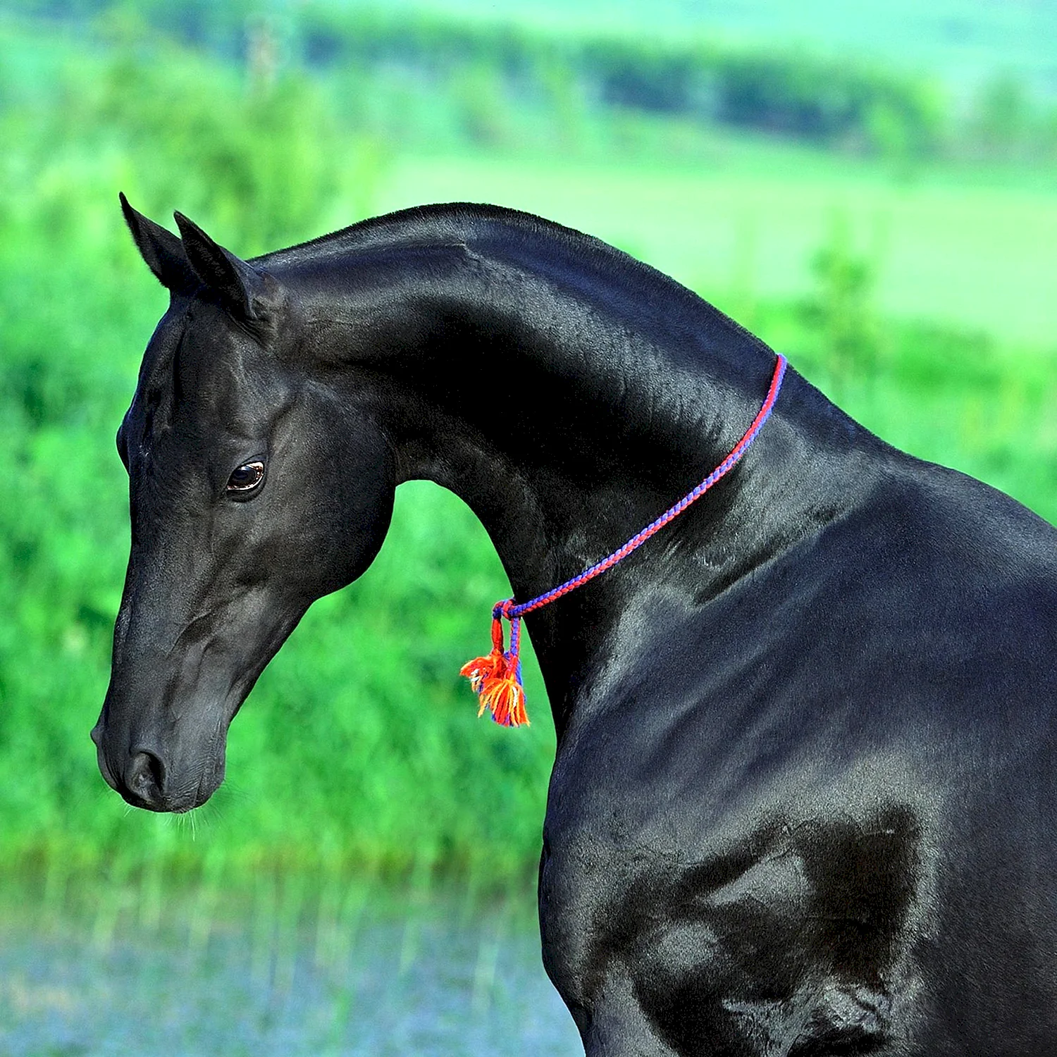 Ахалтекинская лошадь Вороная