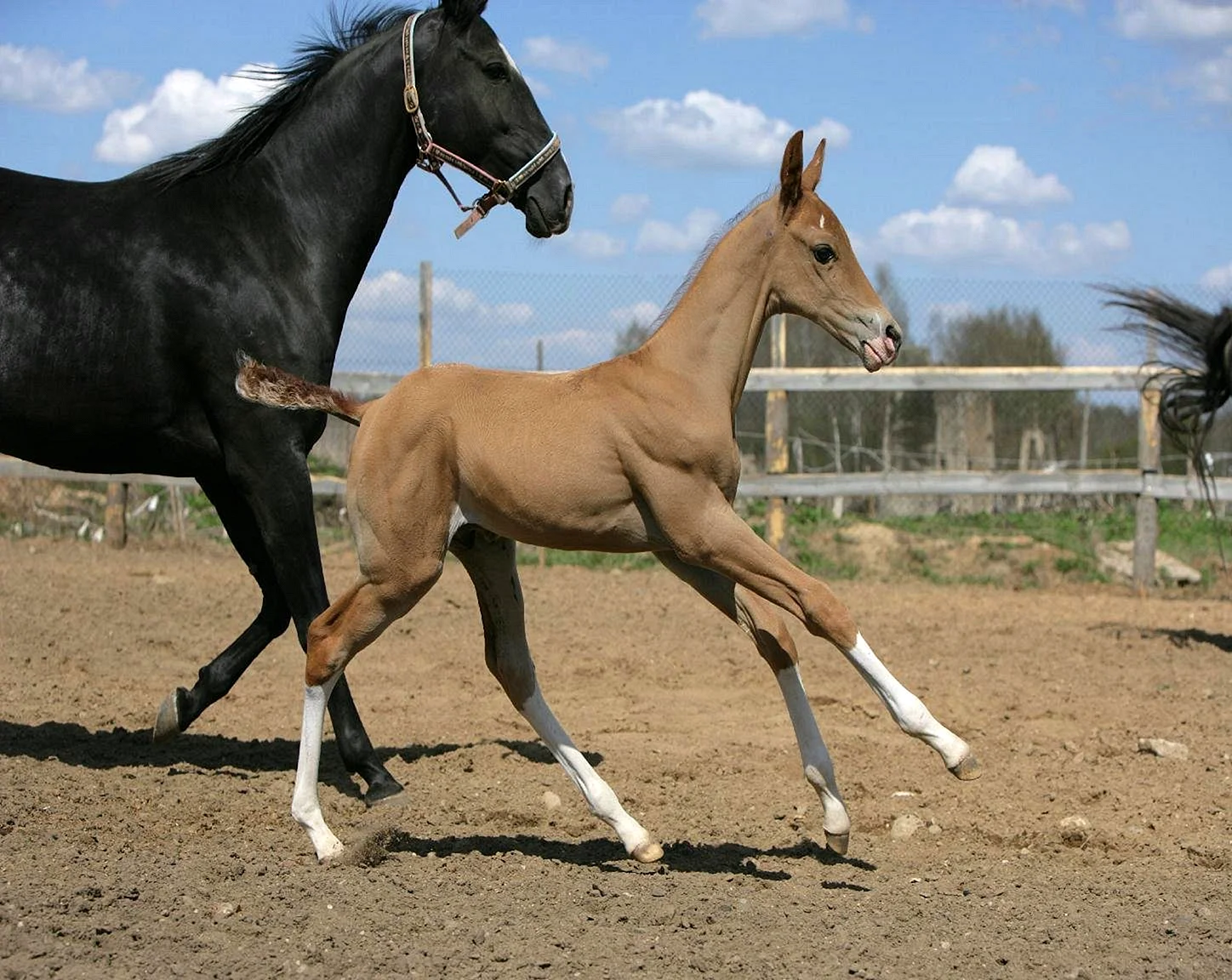 Ахалтекинская лошадь жеребёнок