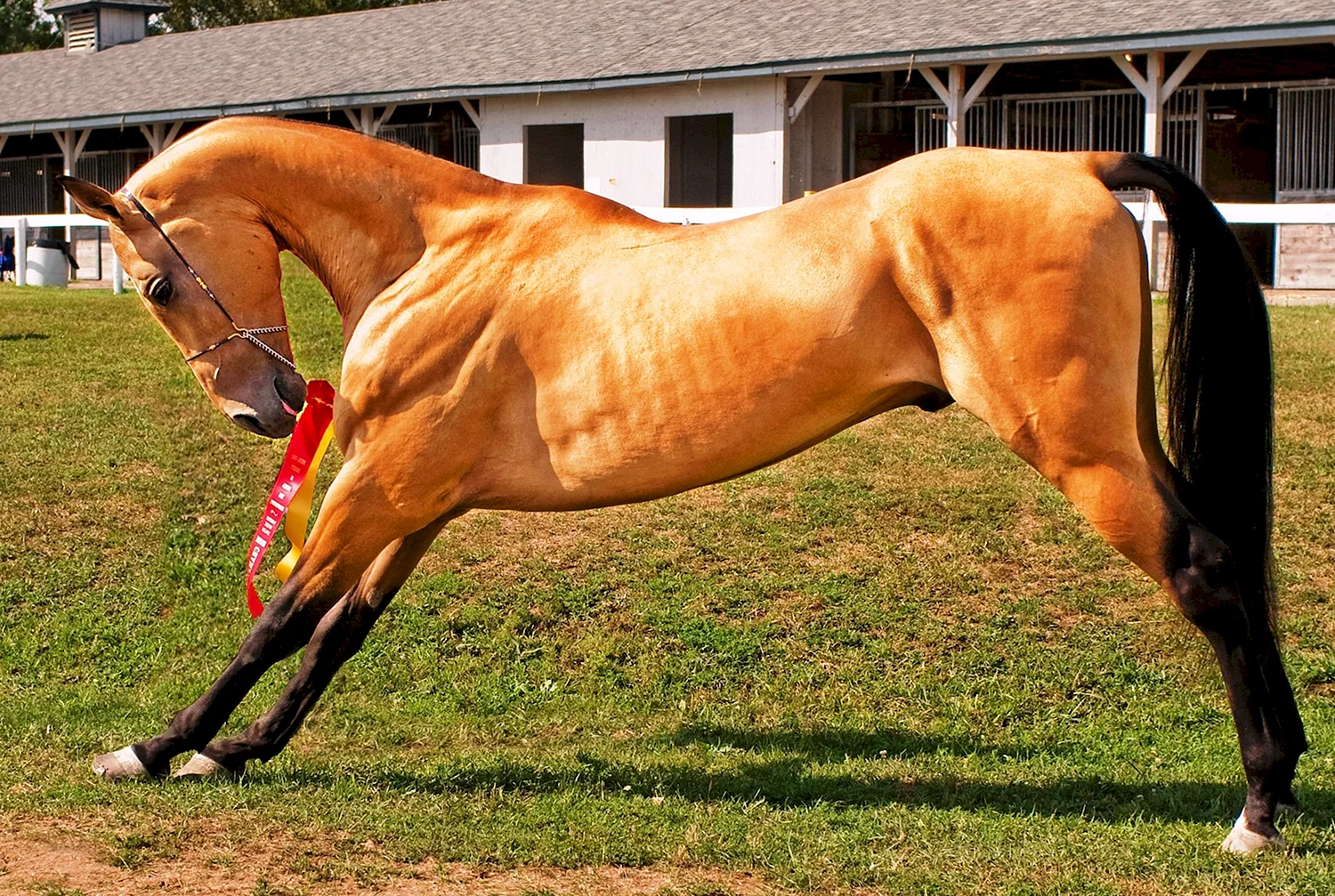 Ахалтекинская лошадь золотой масти