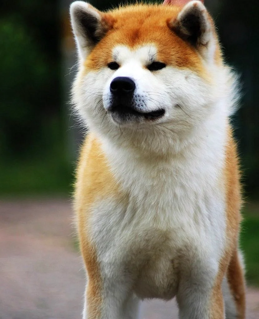 японская порода собак акита ину фото
