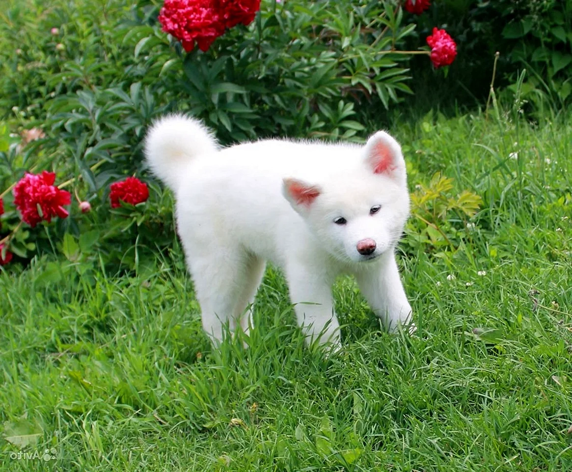 Акита ину белый щенок