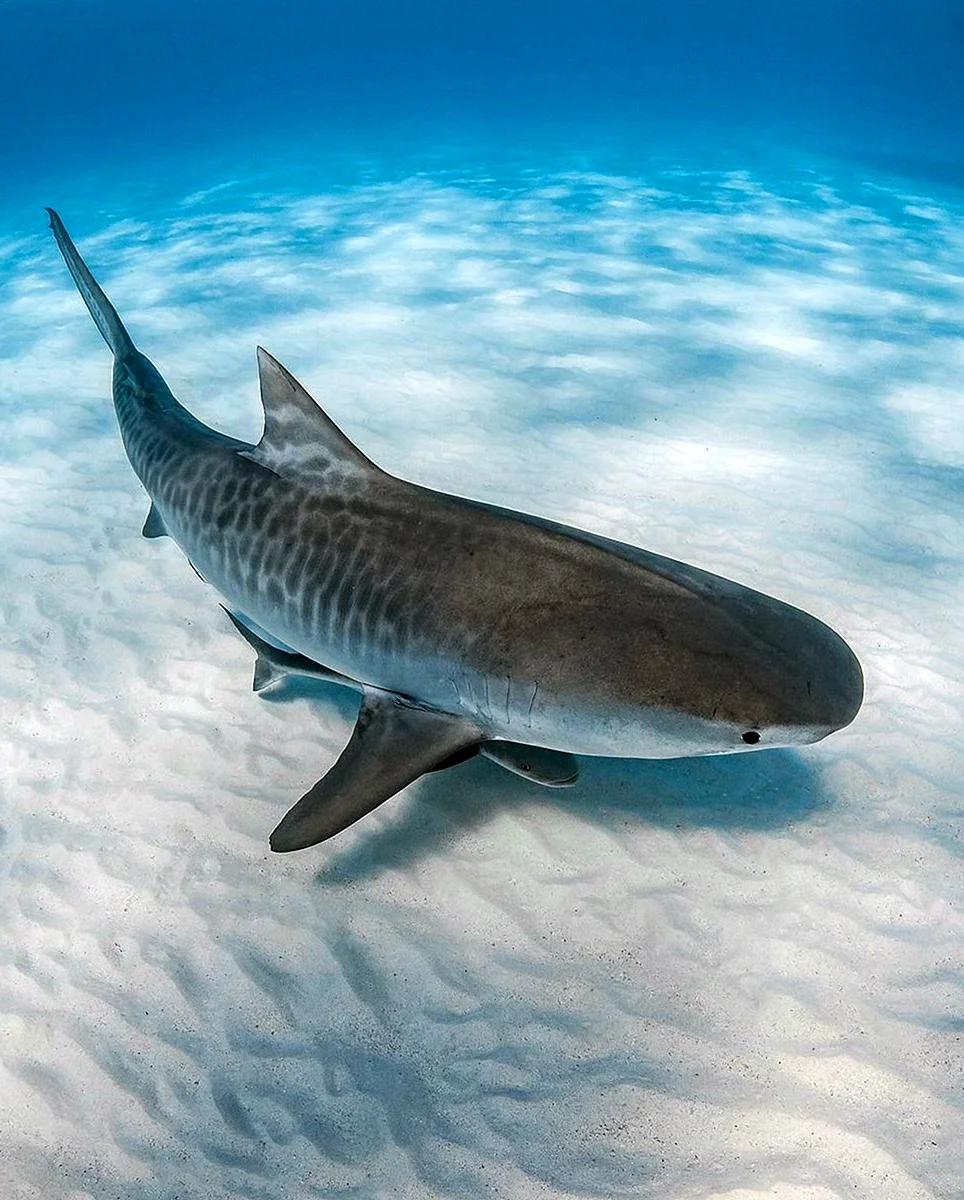 Акула тигровая акула