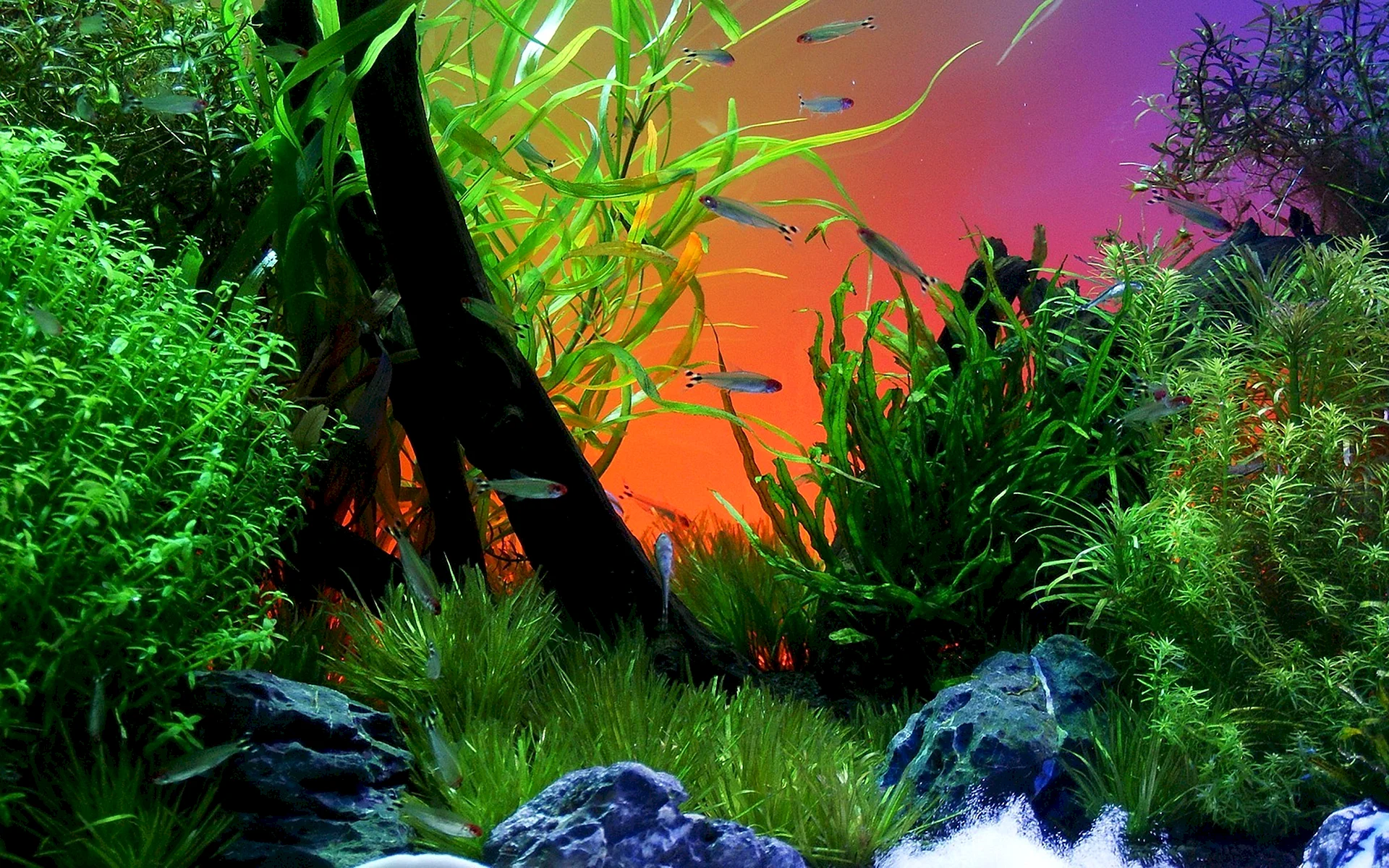 Аквариум травник голландский аквариум