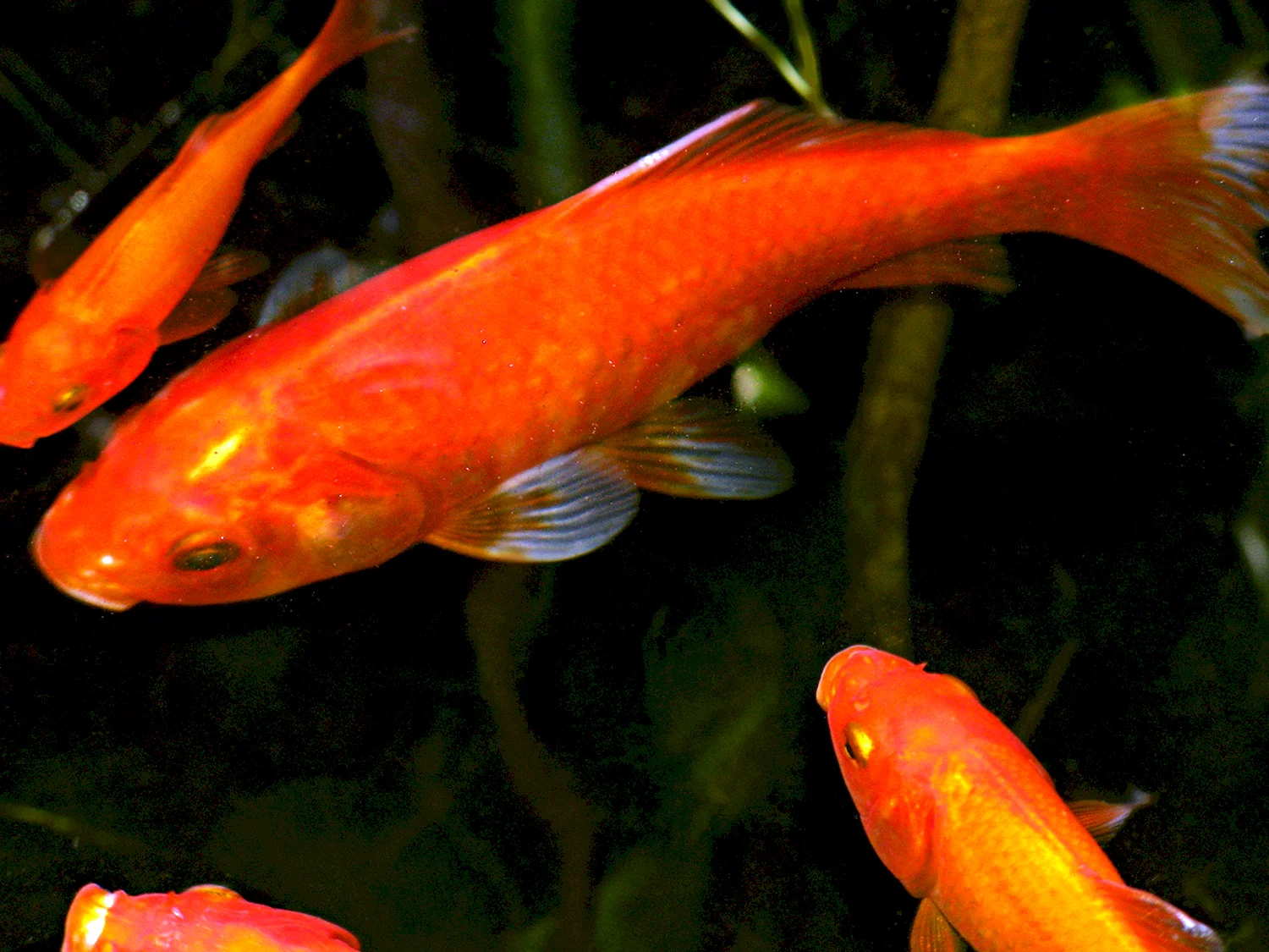 Аквариумная рыбка Апельсинка