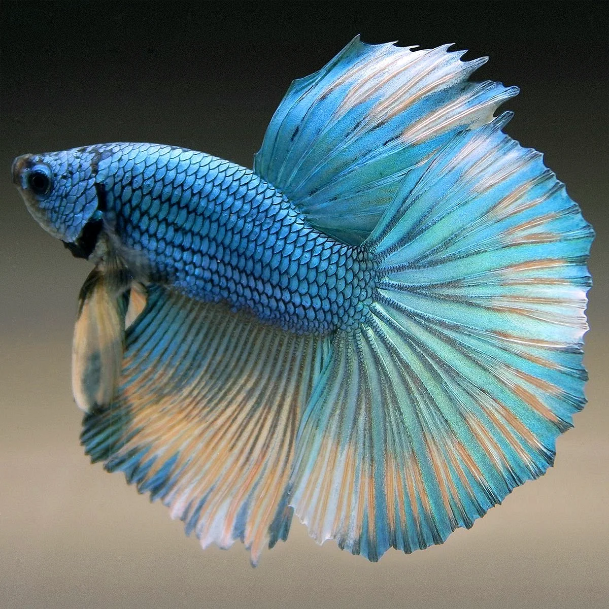 Аквариумная рыбка голубой петушок