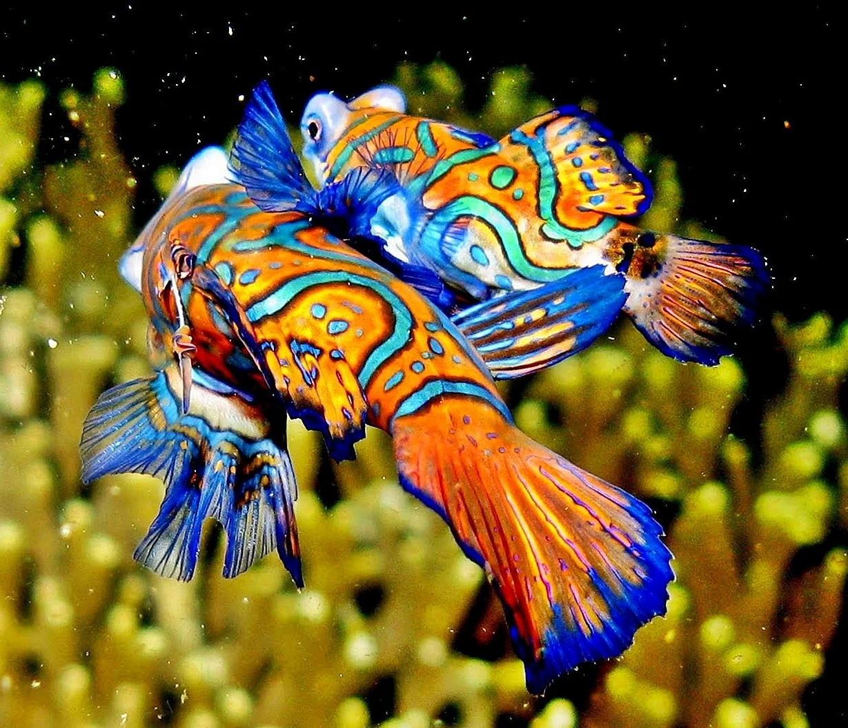 Аквариумная рыбка Мандаринка