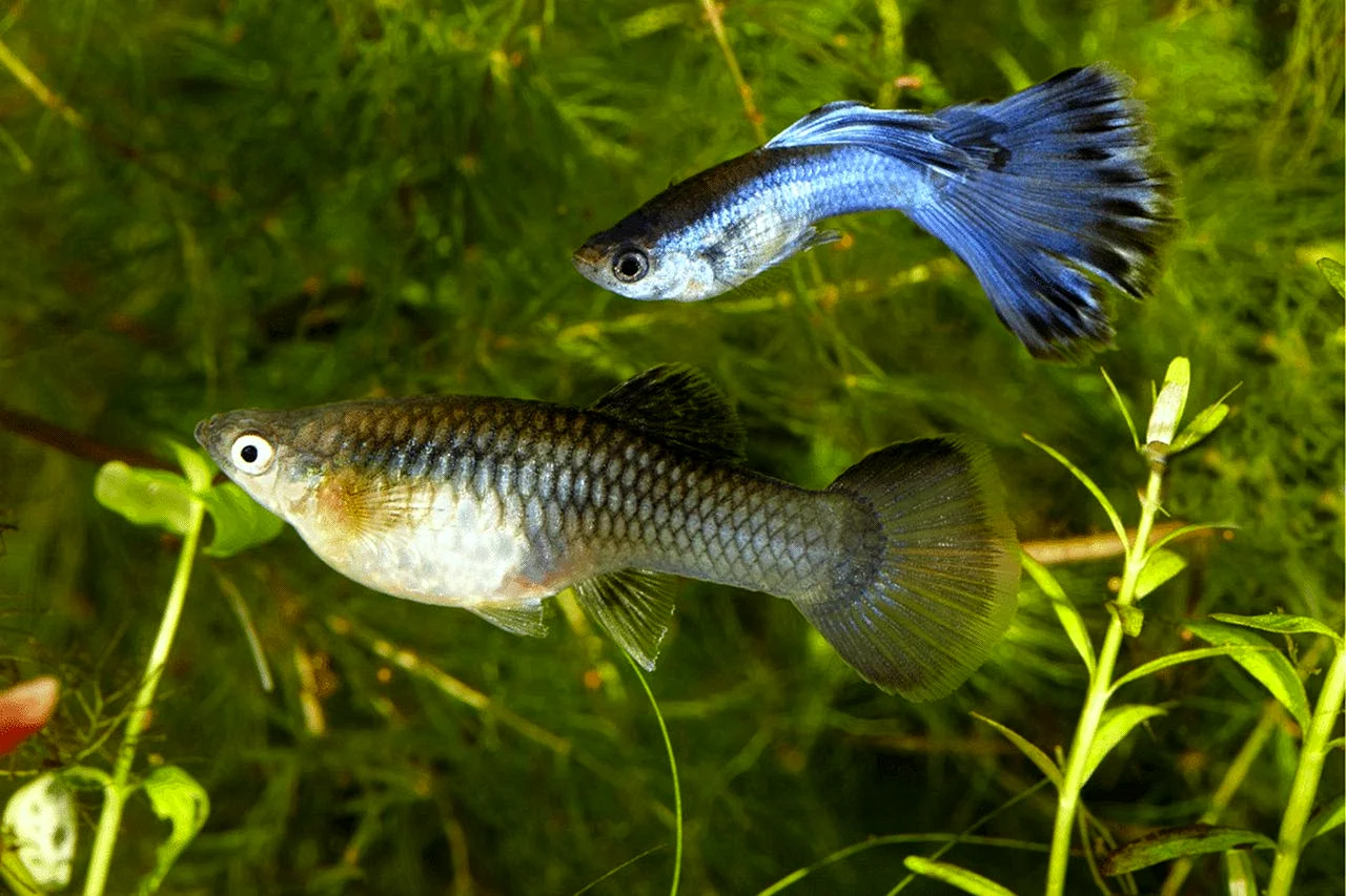 Аквариумные рыбки гуппи самки