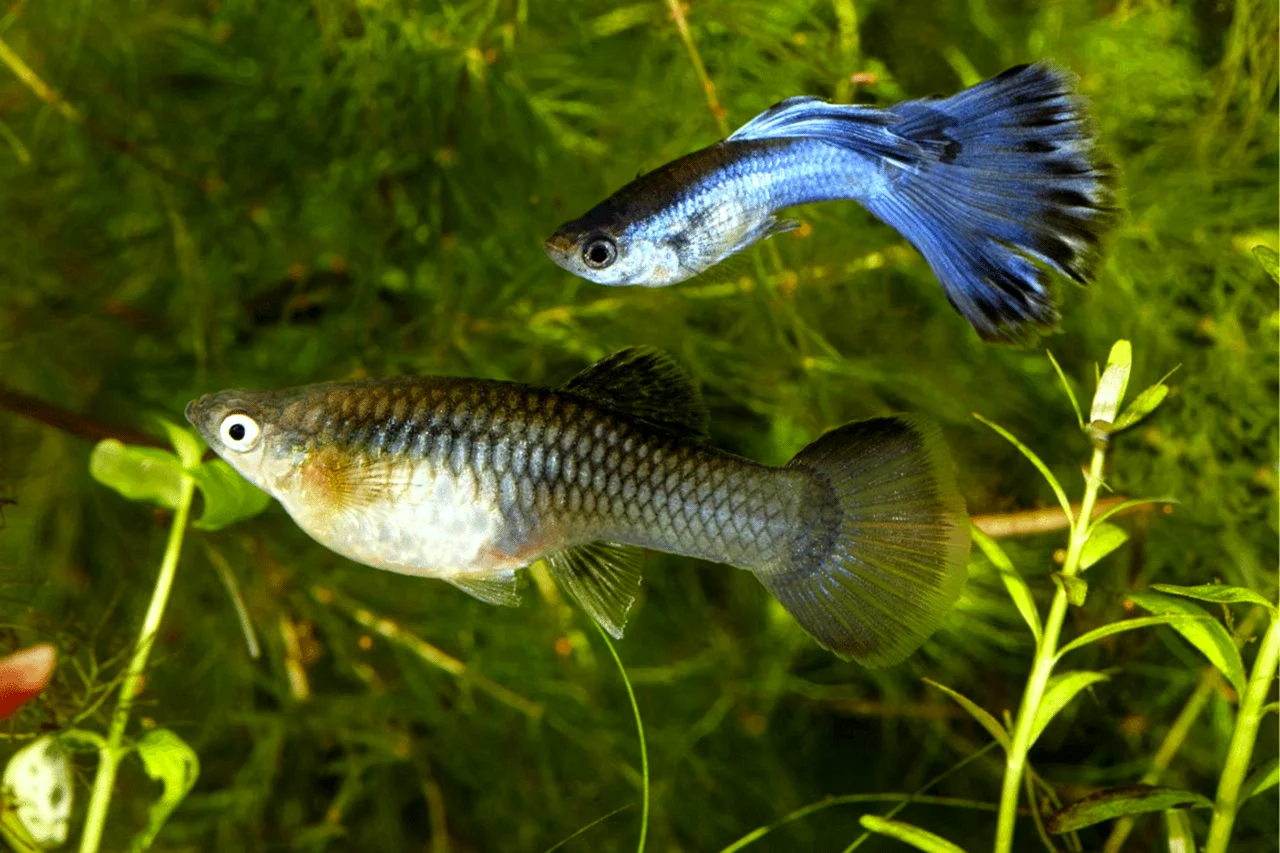 Аквариумные рыбки гуппи самки