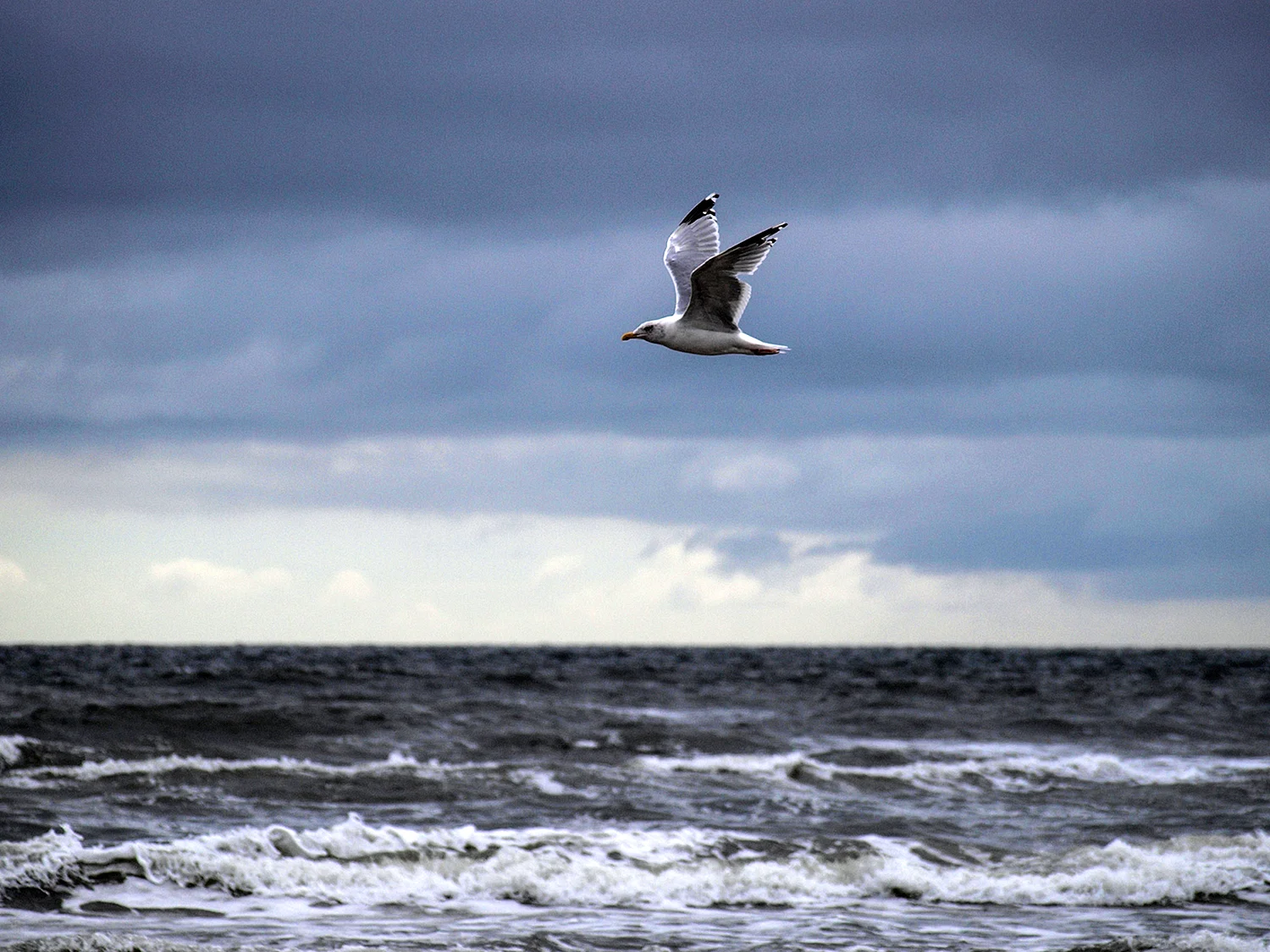 Альбатрос на Балтийском море
