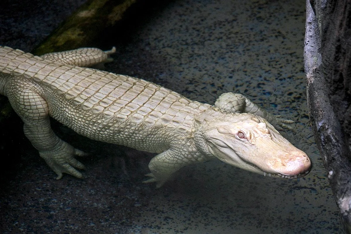 Альбино Аллигатор (Albino Alligator) 1996