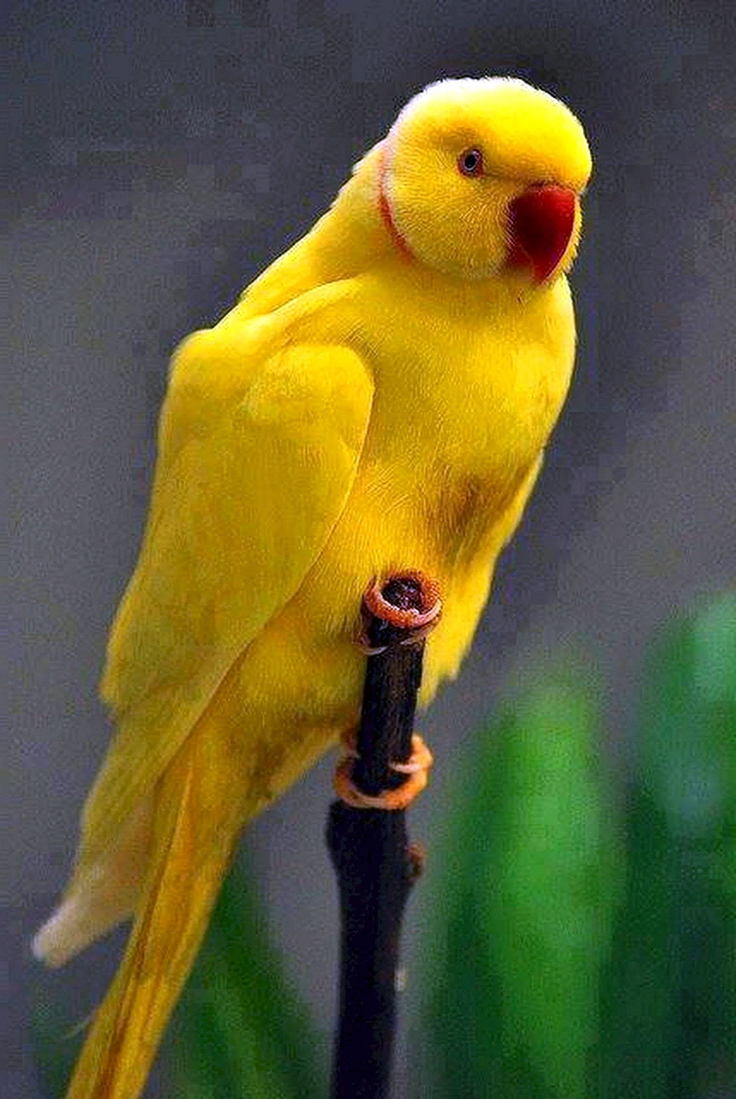 Альбинос попугай желтый
