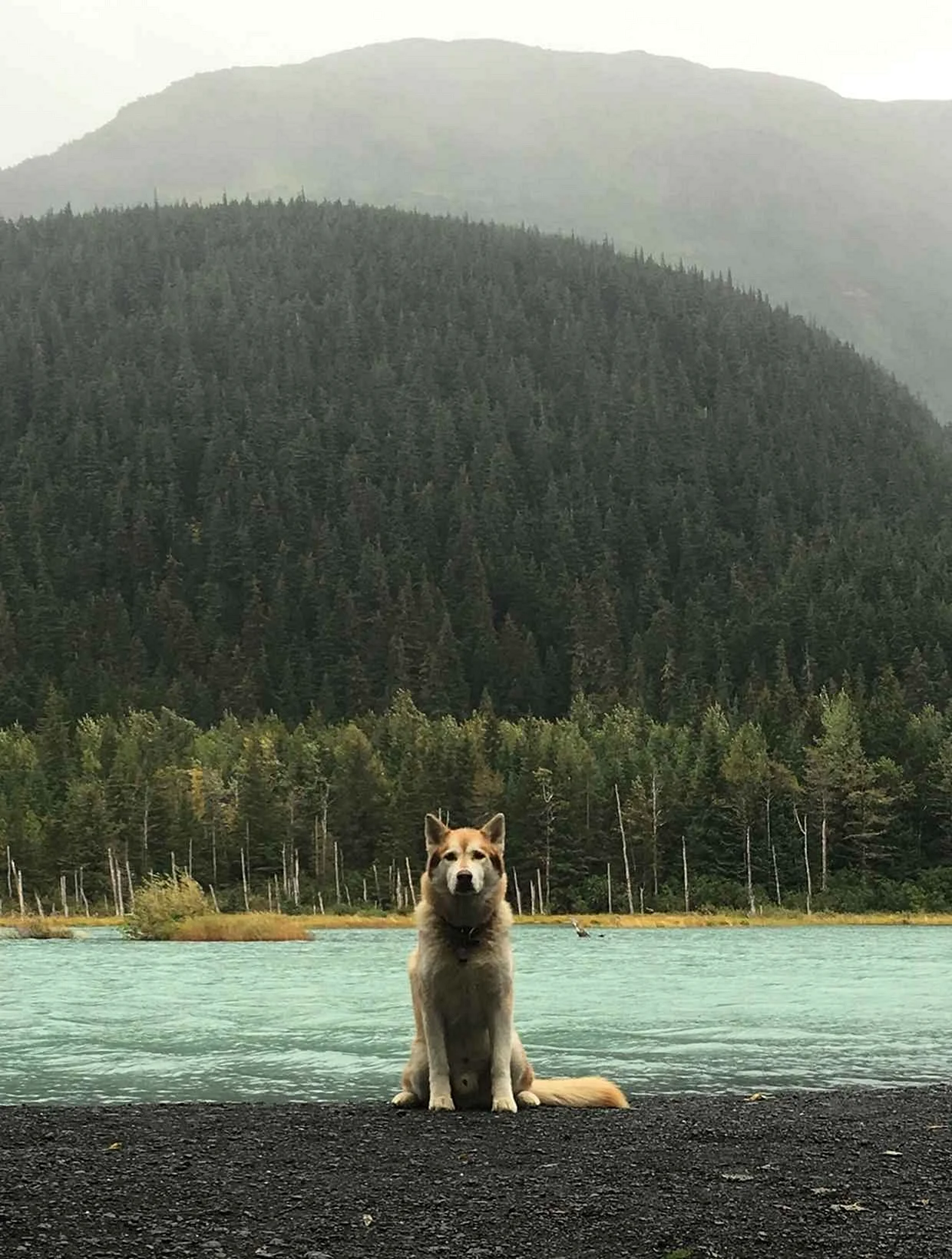 Аляска собачка
