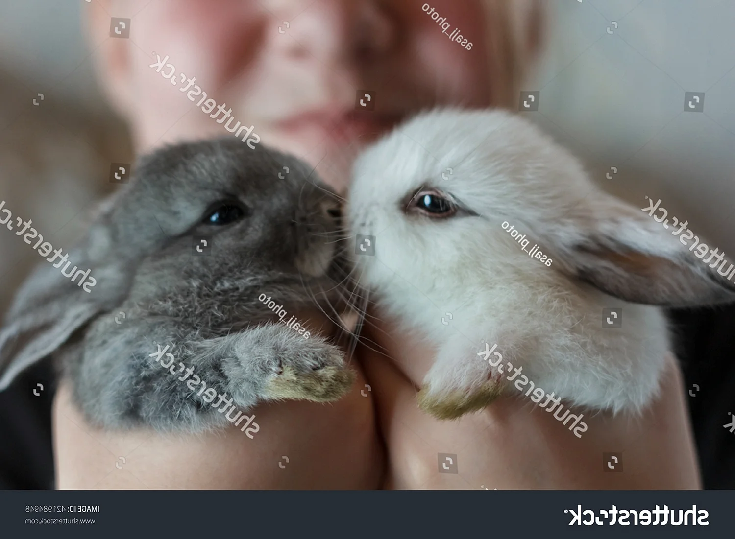 Аллергия на кроликов декоративных