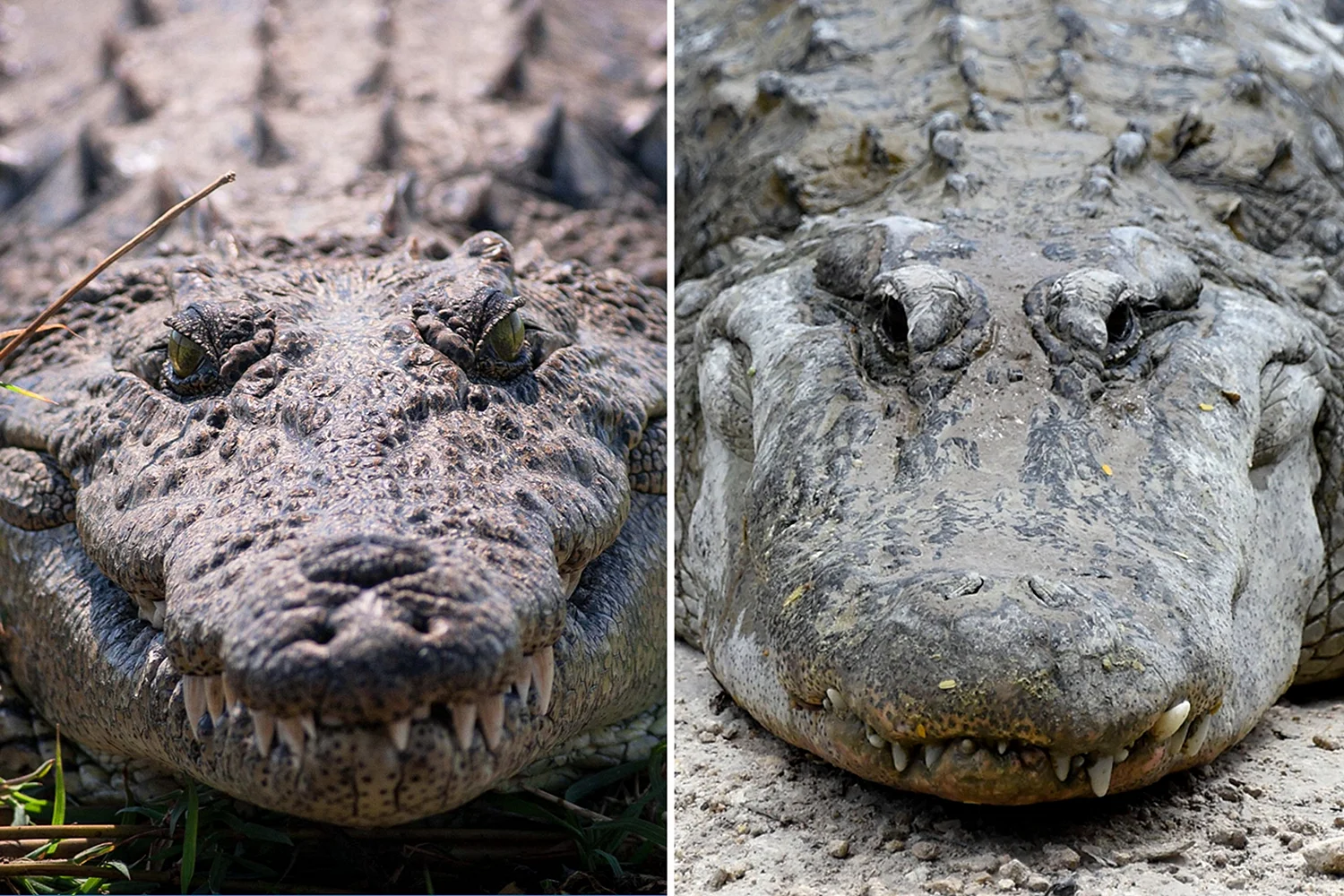 Alligator and Crocodile difference