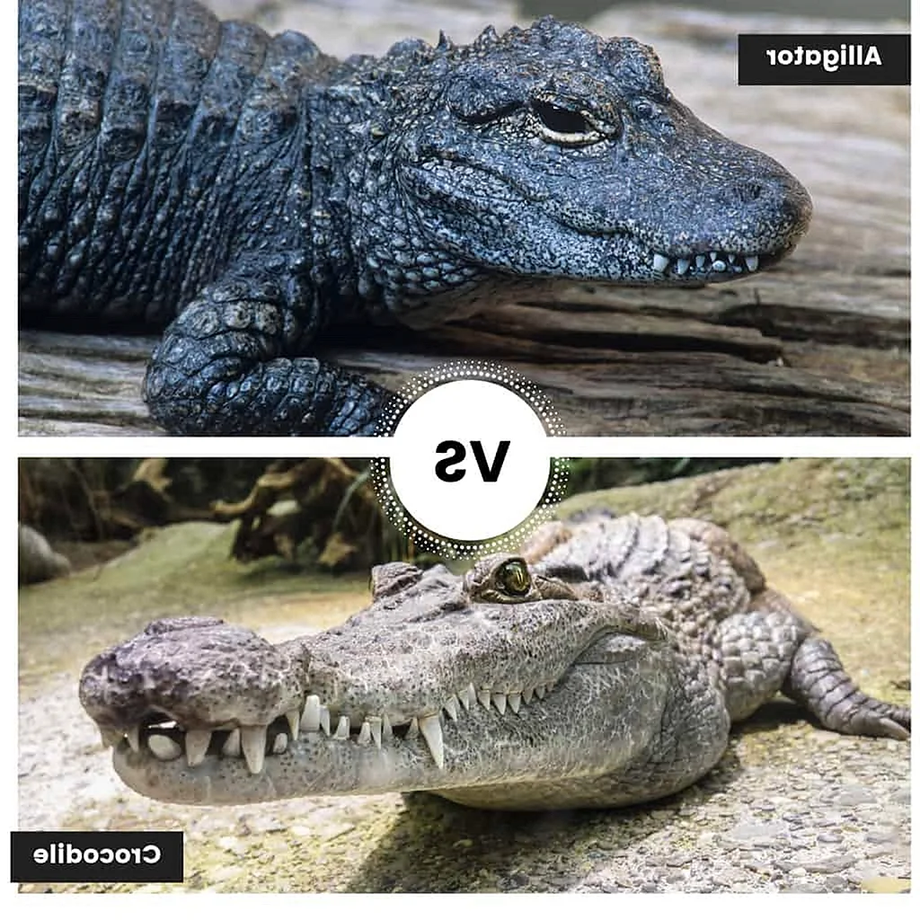 Аллигатор и крокодил отличия