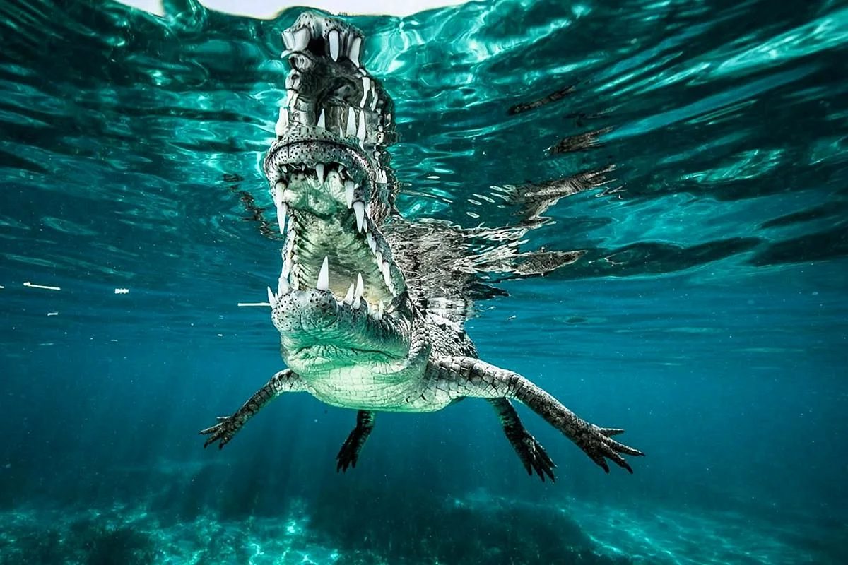 Аллигатор под водой