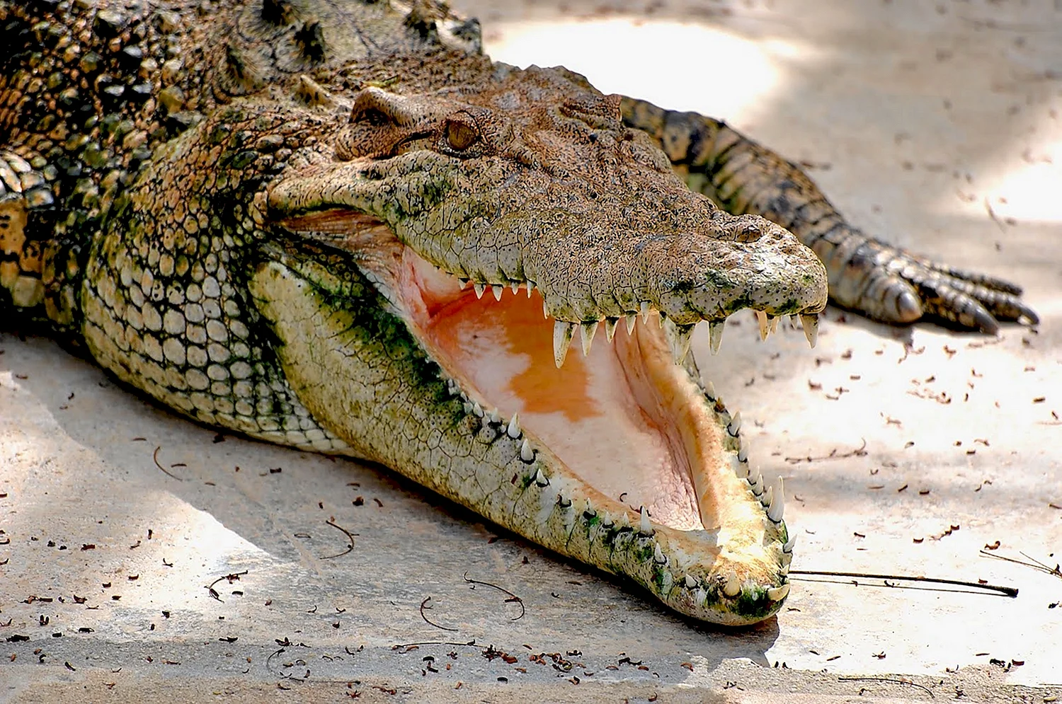 Аллигатор вс крокодил