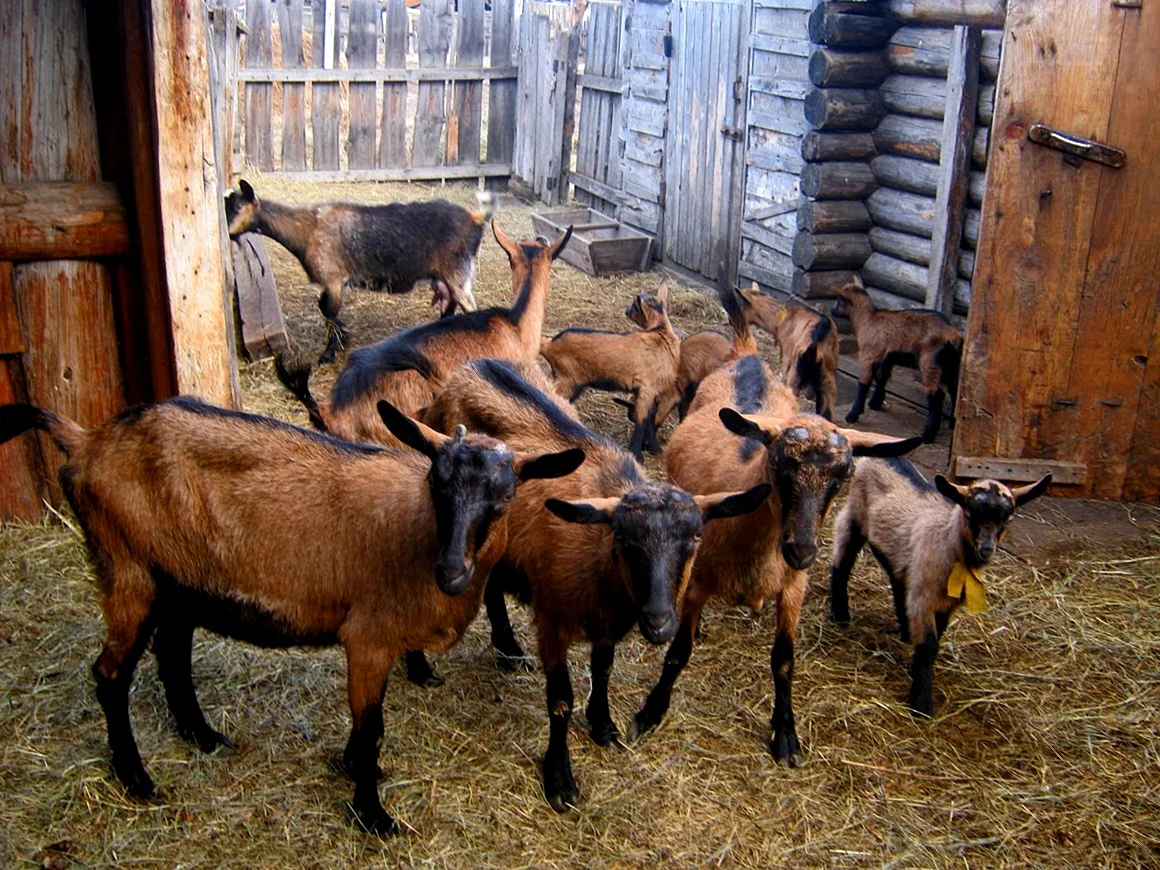 Альпийская чешская порода коз