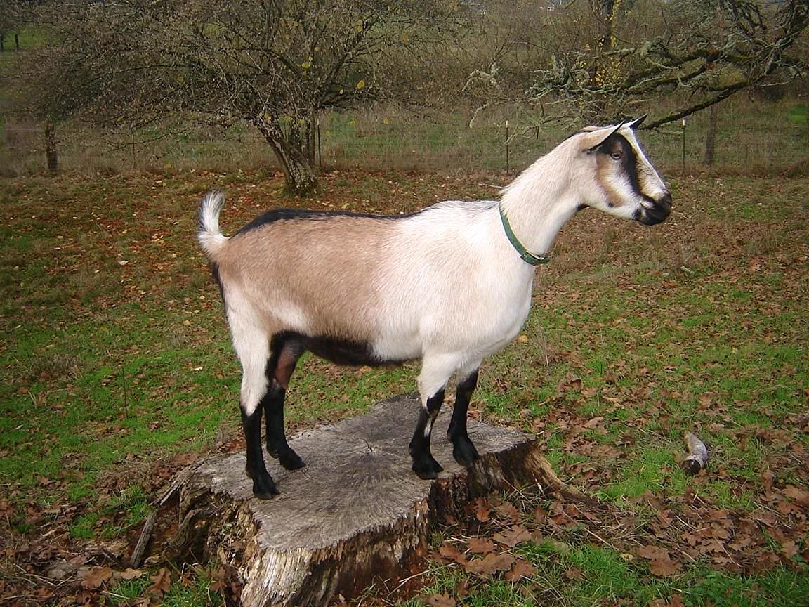 Альпийская комолая коза