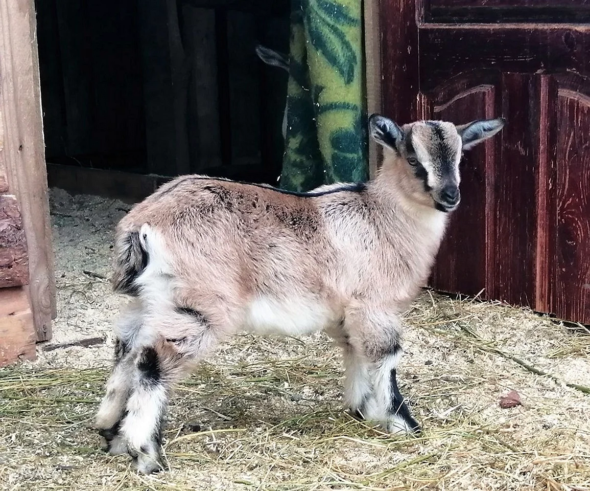 Альпийская пуховая коза