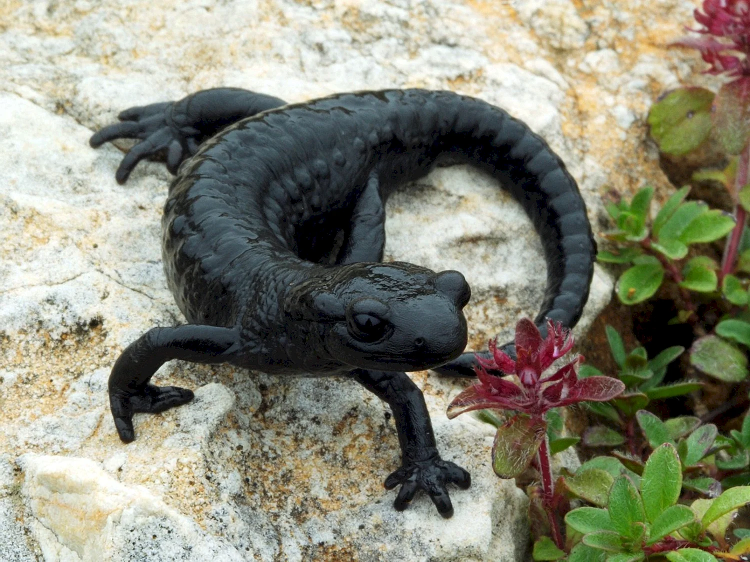 Альпийская саламандра (черная саламандра)