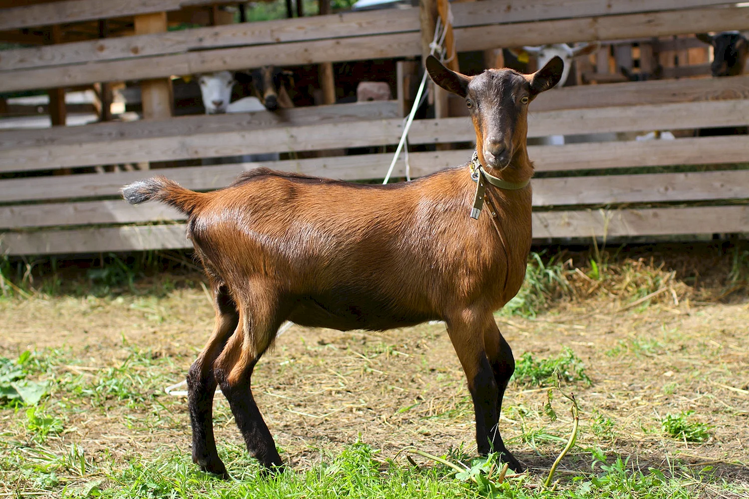 Альпийская тоггенбургская коза
