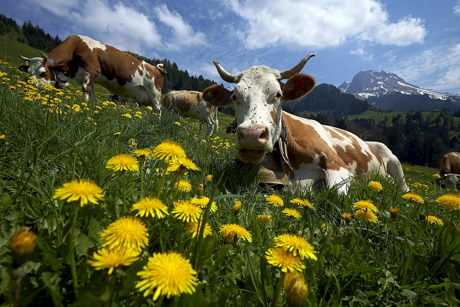 Альпийские коровы Швейцария