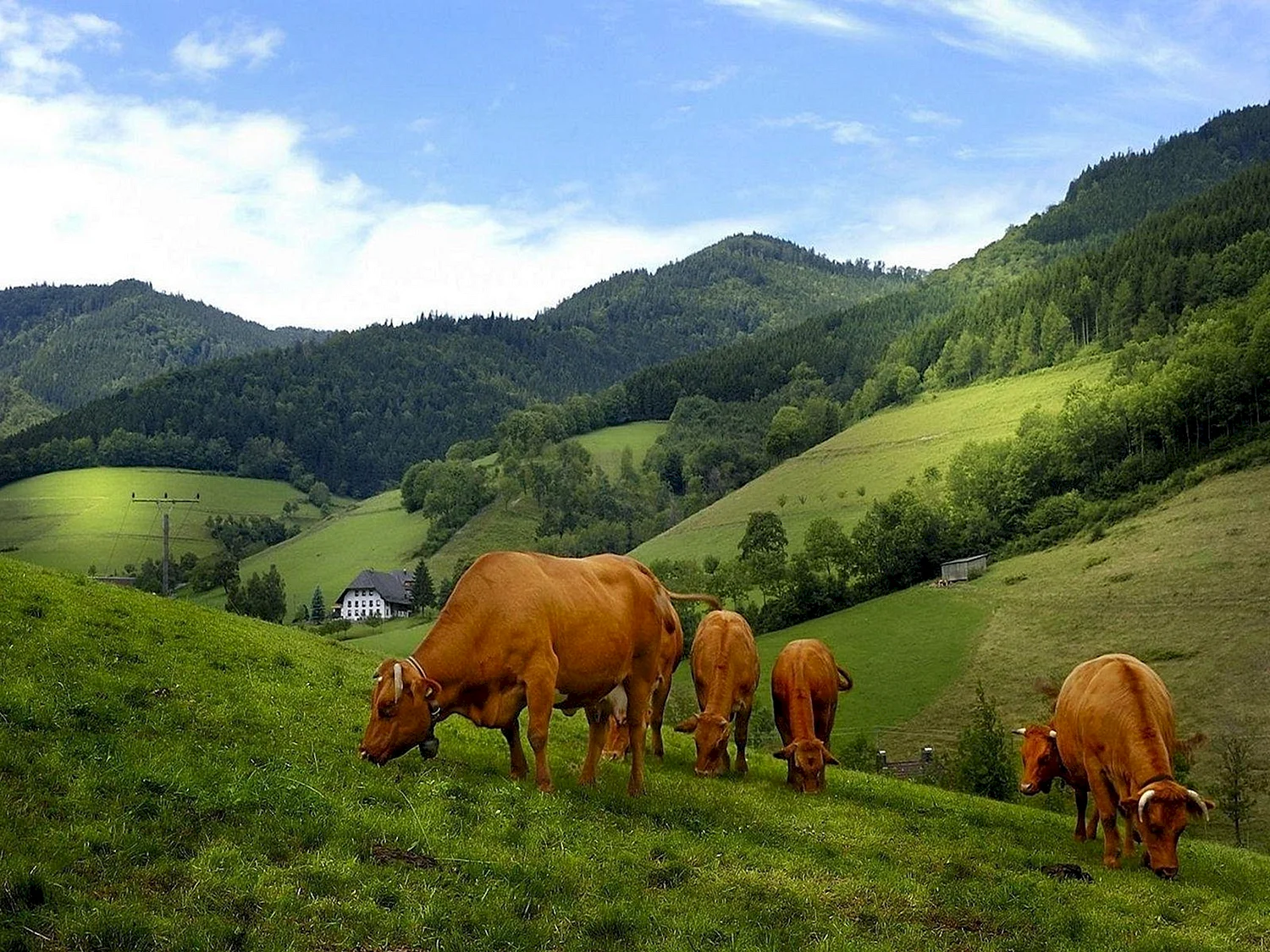 Альпийские Луга с коровами