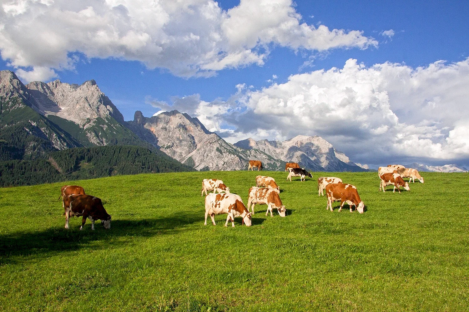 Альпийские Луга с коровами Швейцария