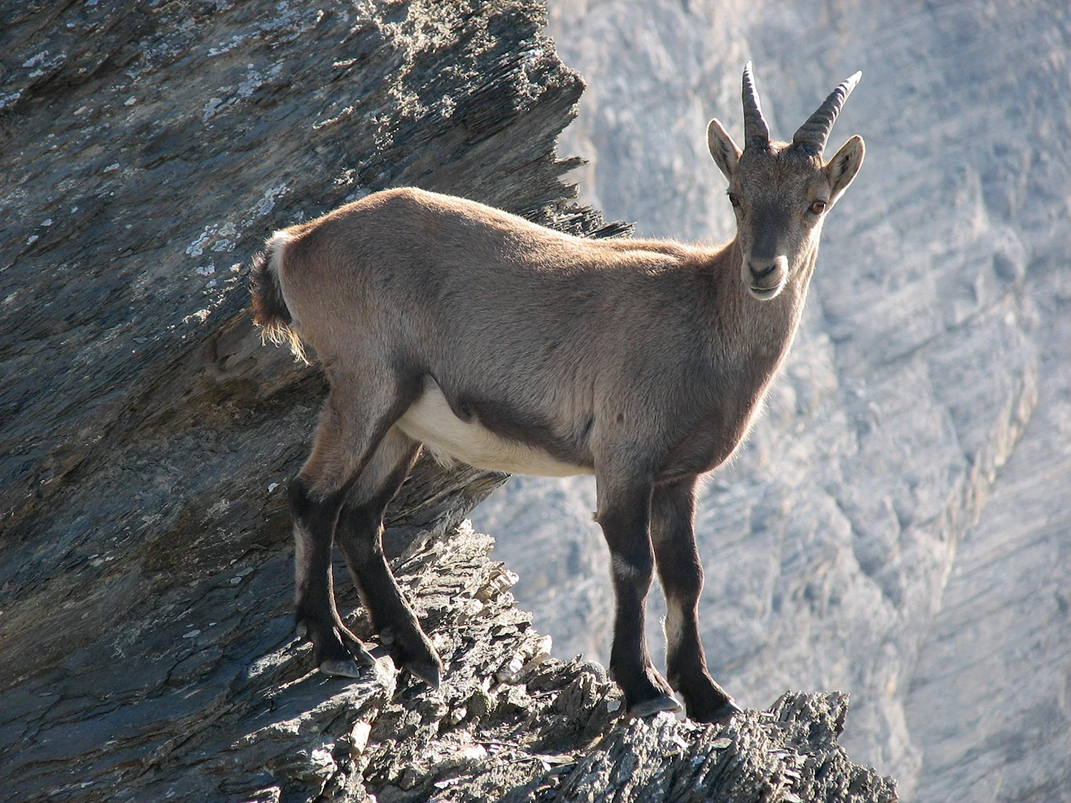Альпийский горный козел Ибекс