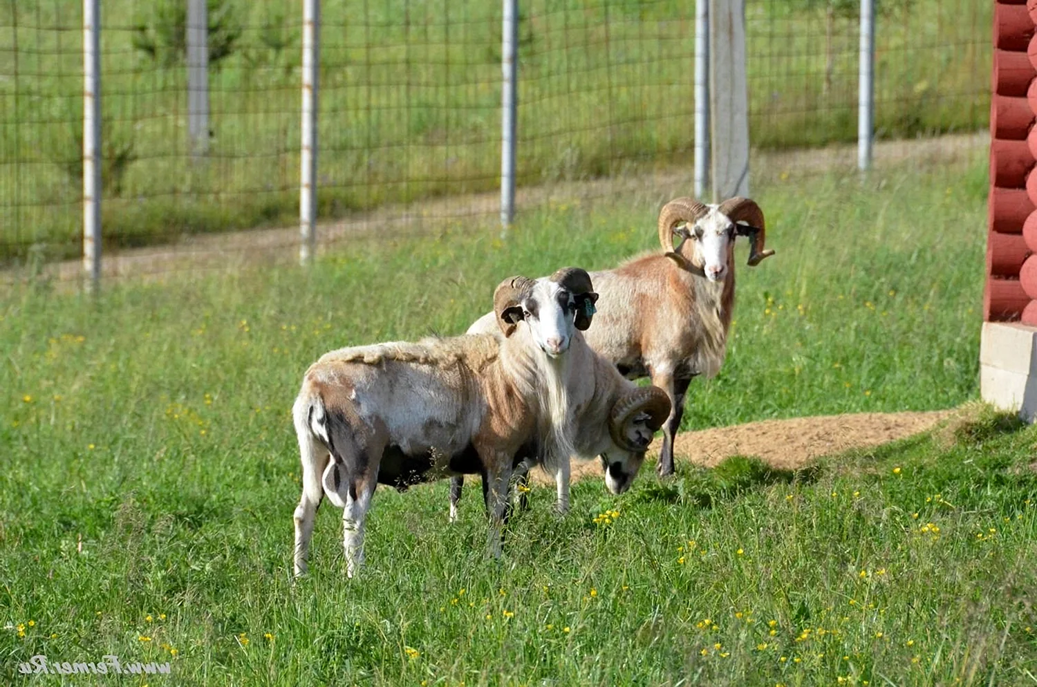 Альпийский козел Катумские овцы