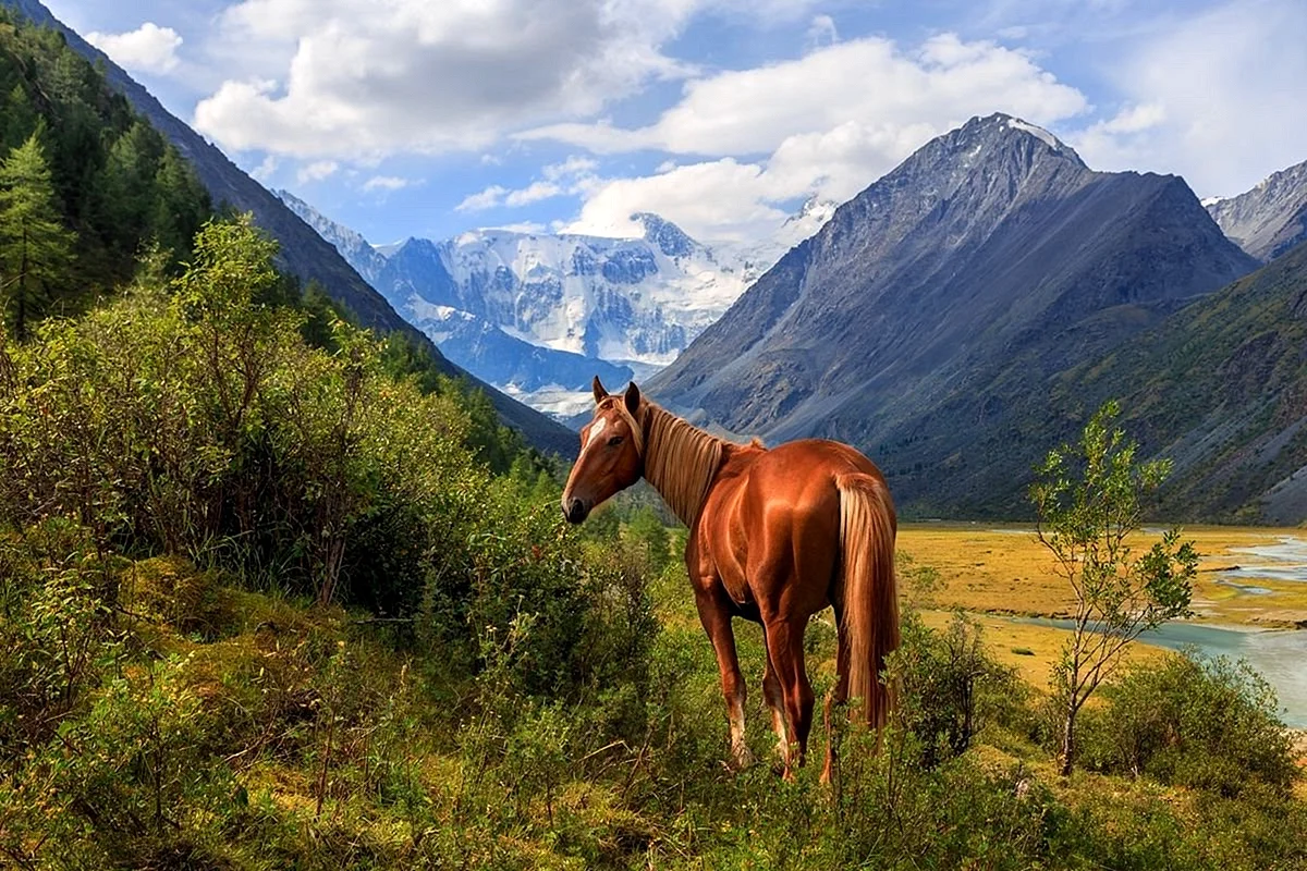 Алтай горы Катунь лошадь