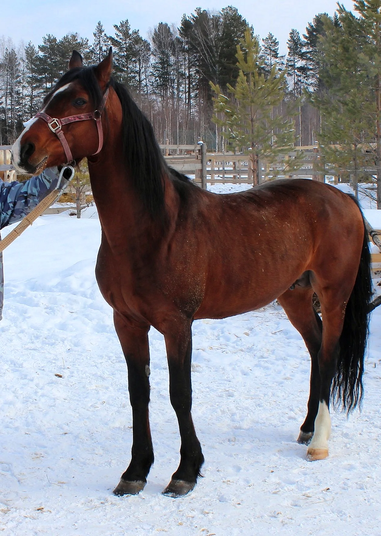 Алтайская чубарая порода лошадей