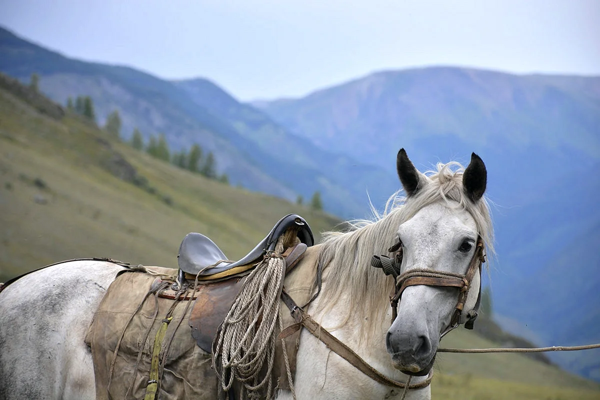 Алтайская Горная лошадь