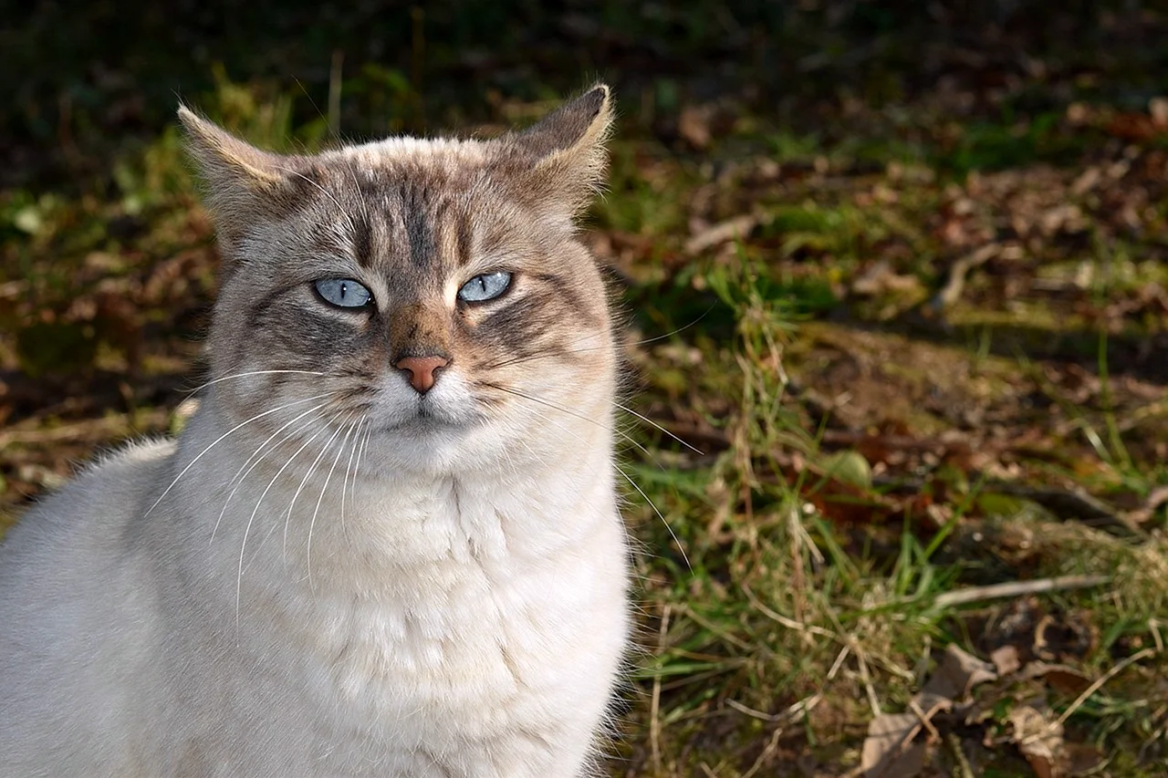 Алтайская кошка