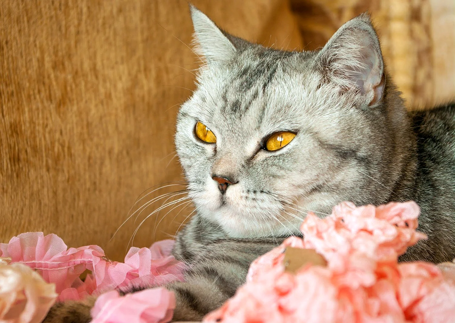 Алтайская кошка порода