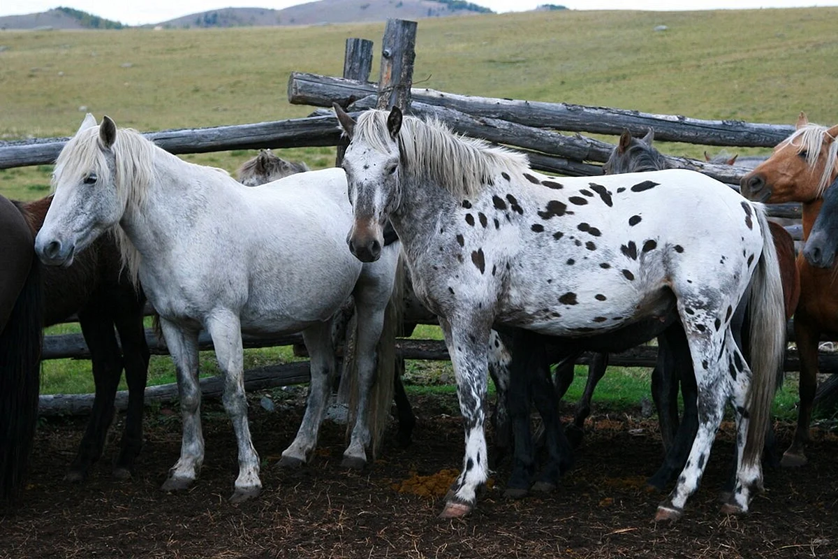 Алтайская пегая лошадь
