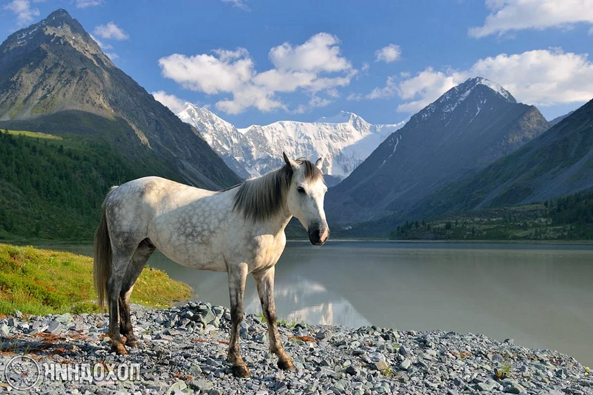 Алтайская порода лошадей в Алтае